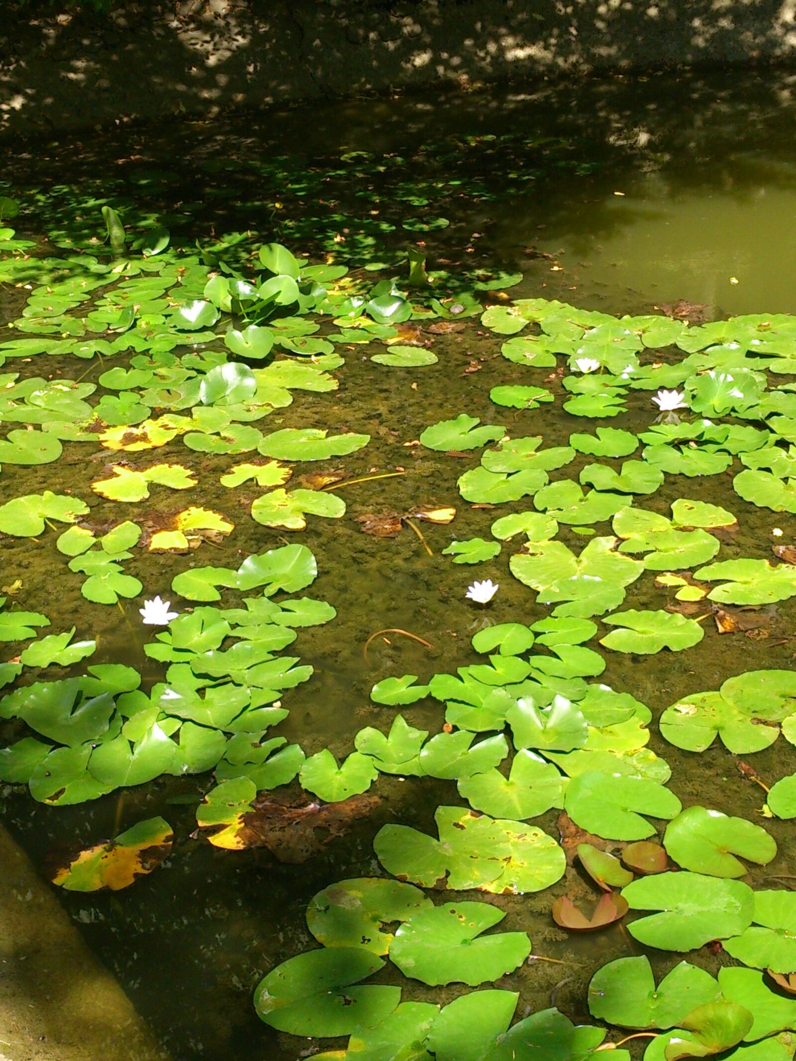 Sony Xperia V sample photo. Pond, water, water lily photography