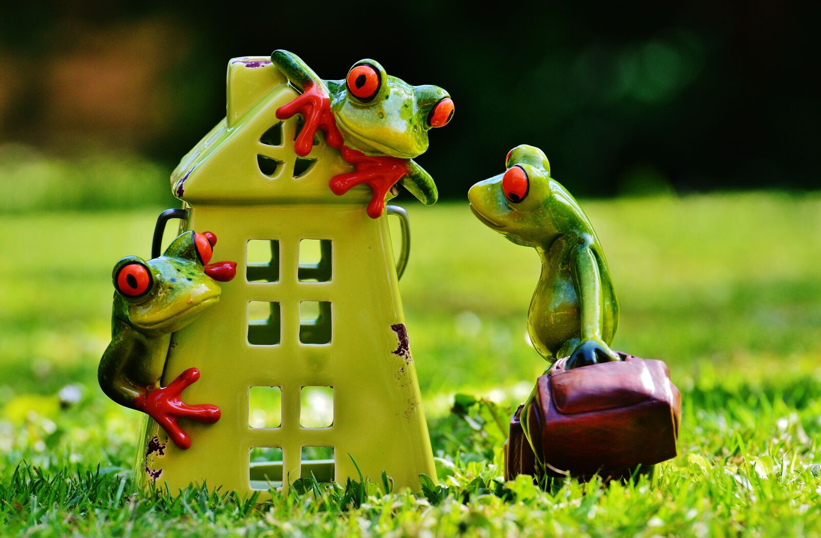 Nikon D3200 sample photo. Frogs, at home, welcome photography