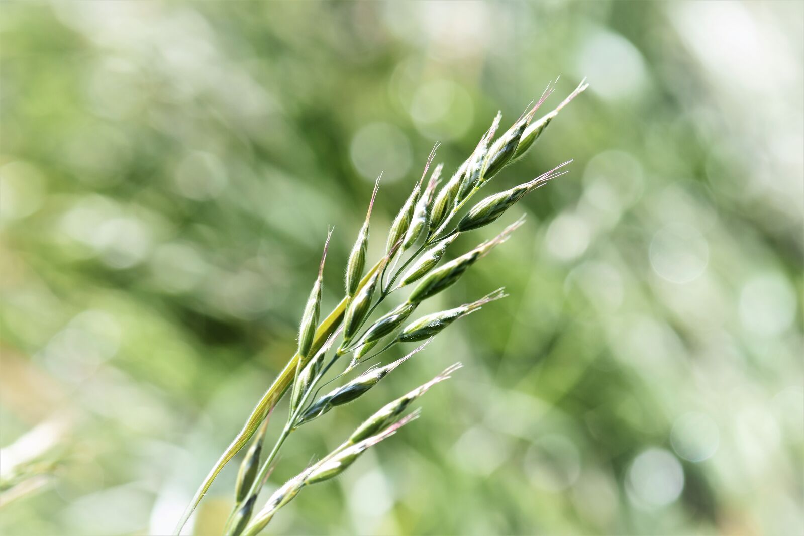 Nikon D5500 sample photo. Grass, blade of grass photography