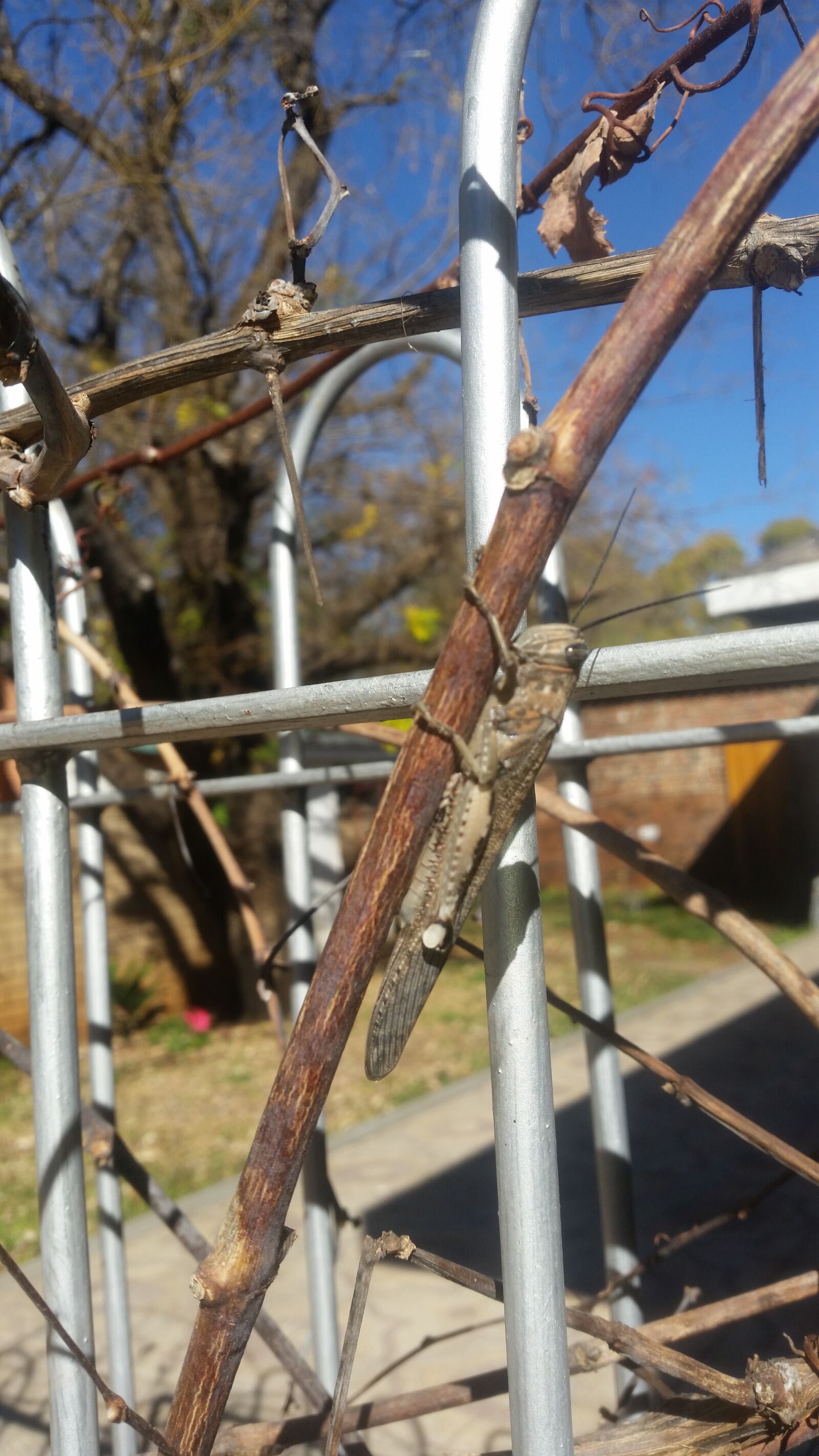 Samsung Galaxy S5 sample photo. Grasshopper, zoomed, clear photography