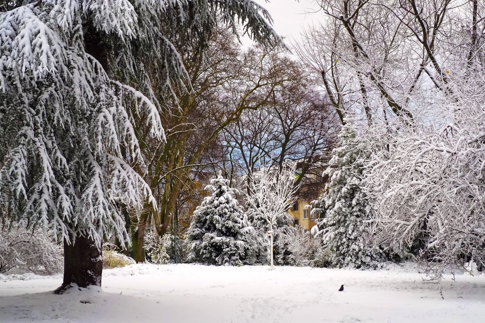 Olympus OM-D E-M10 sample photo. Winter, snow, wintry photography