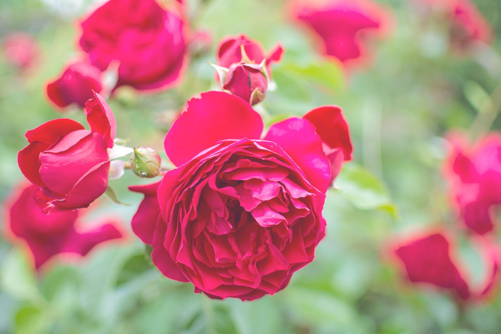 Nikon D7200 sample photo. Rose, garden, flowers photography
