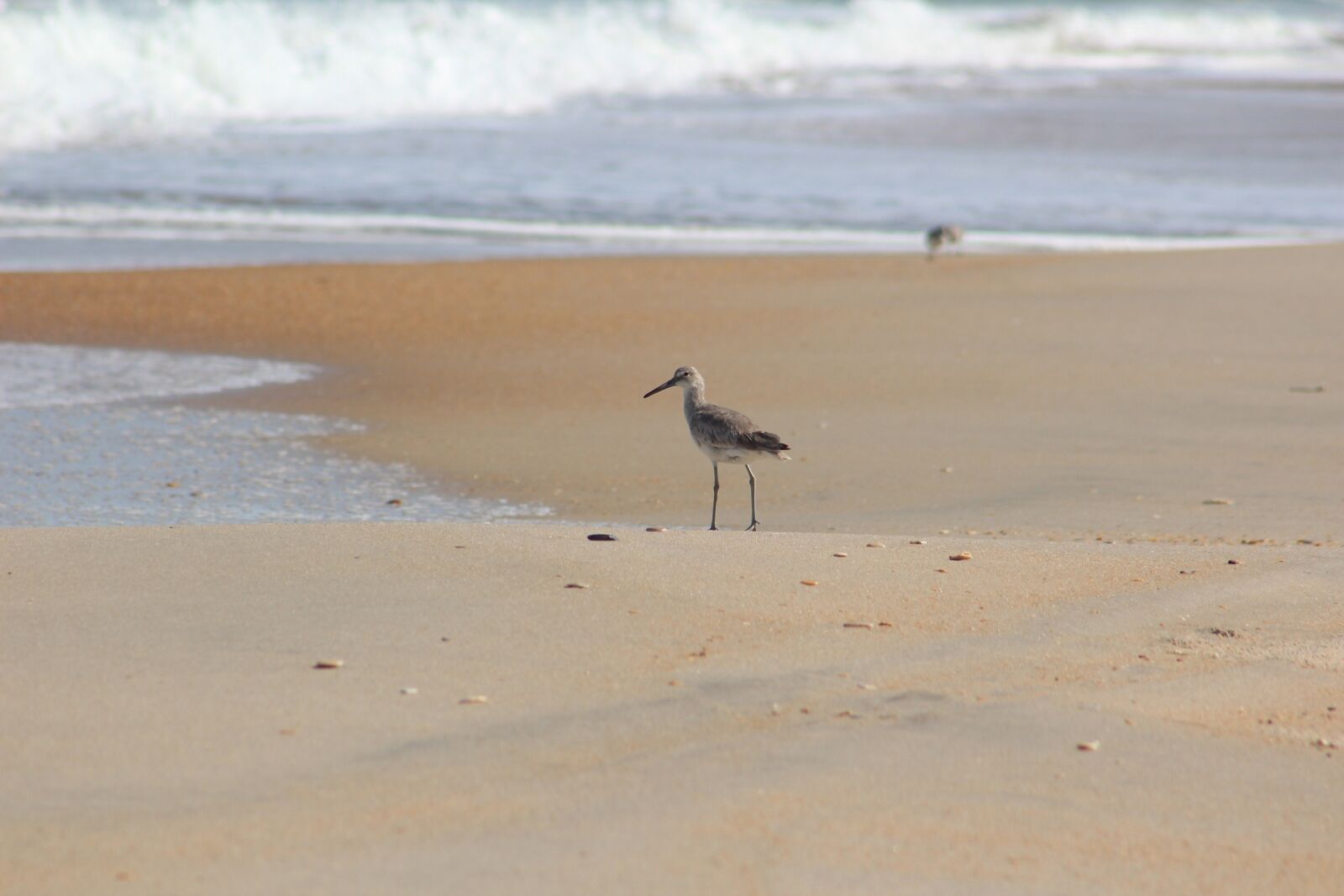 Canon EF 75-300mm f/4-5.6 sample photo. Sandpiper, beach, willet photography