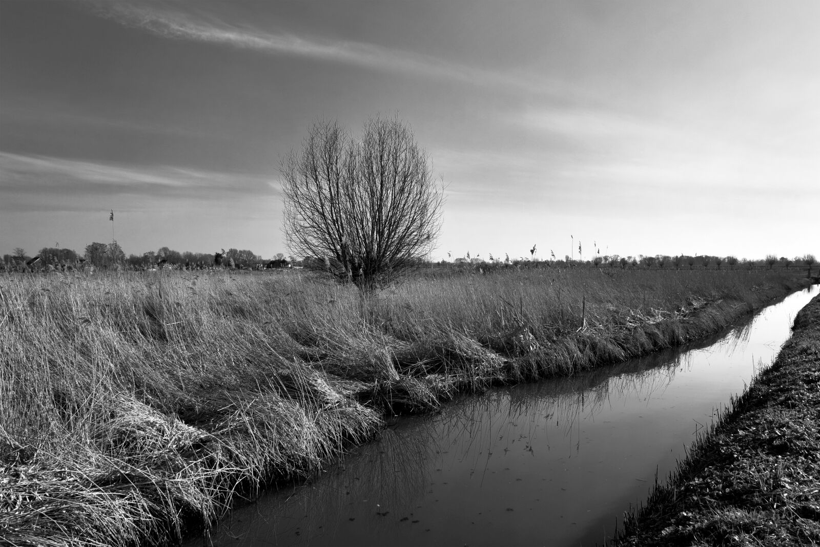 Nikon D750 sample photo. Tree, waterway, field photography