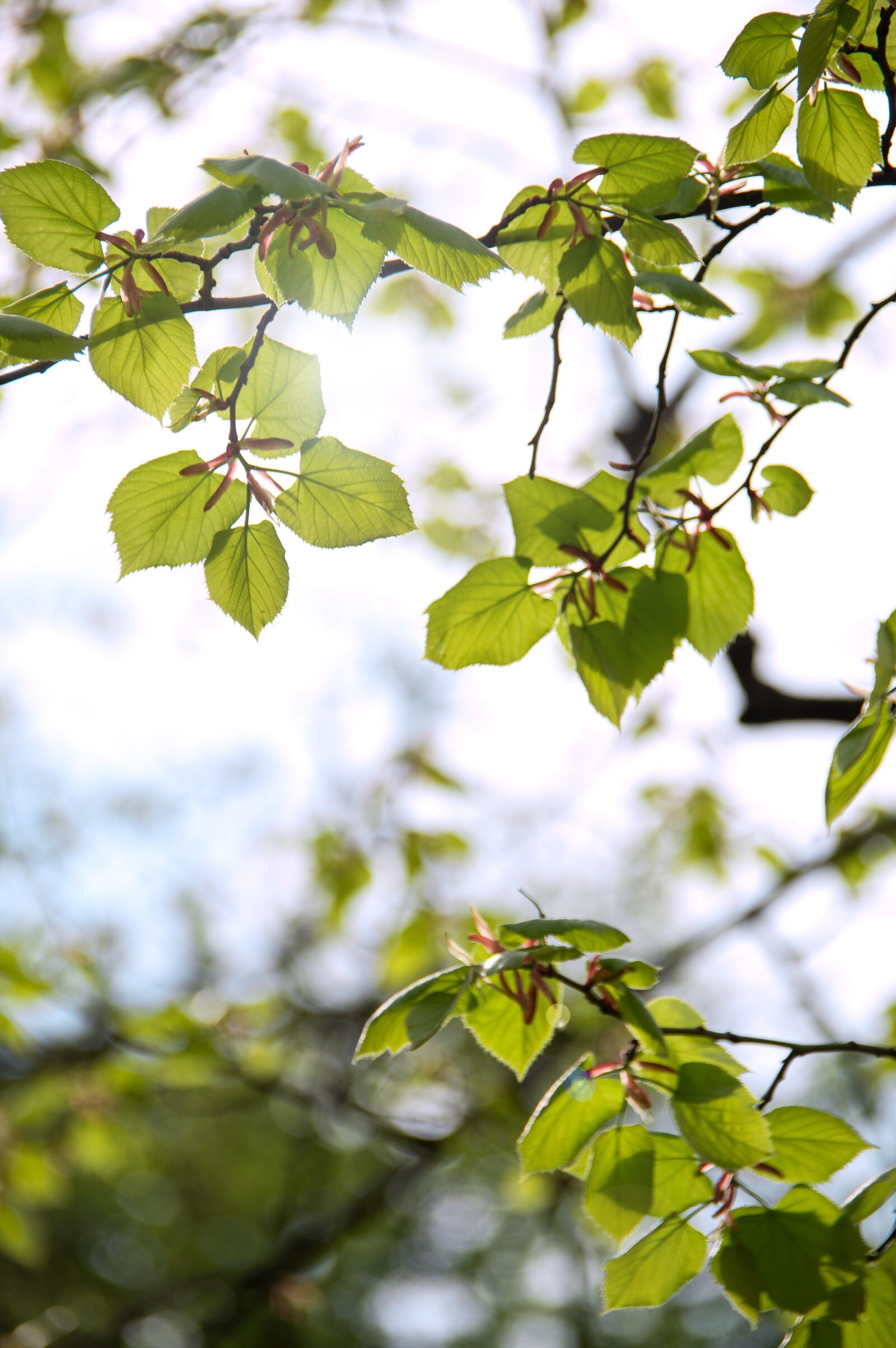 Nikon D3200 sample photo. Spring, green, leaves photography