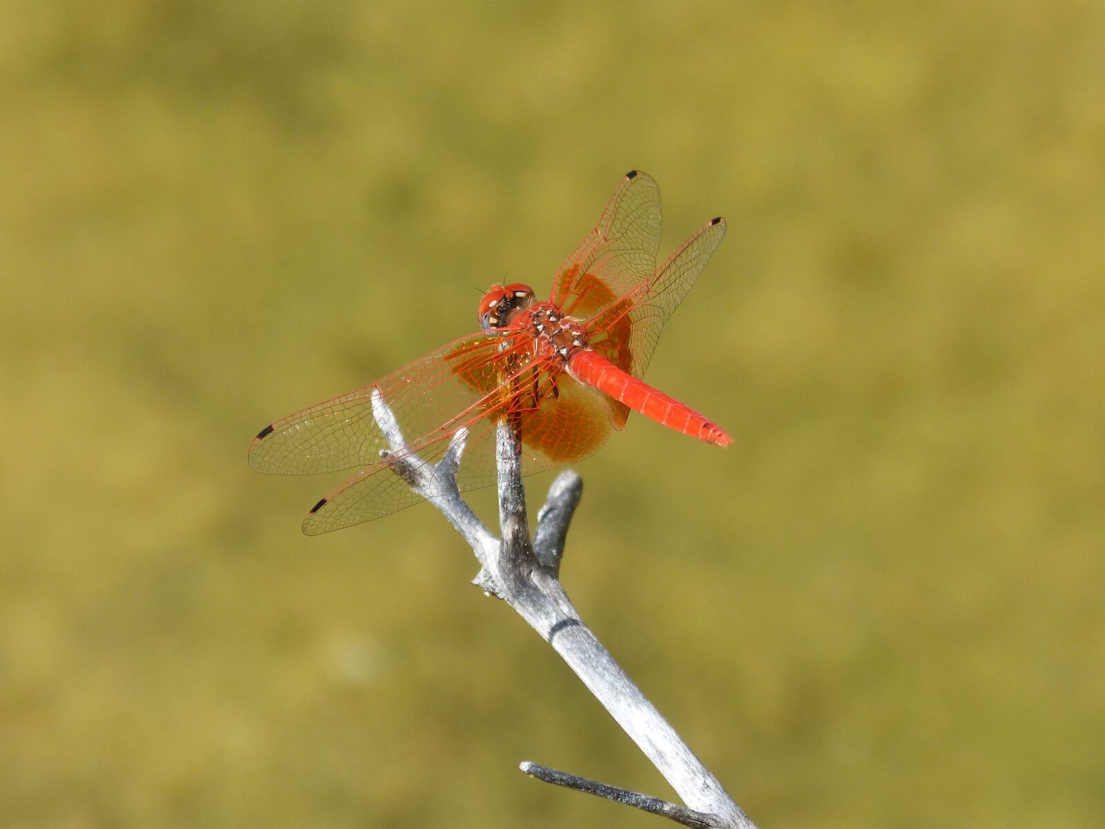 Panasonic DMC-FZ62 sample photo. Red dragonfly, pond, branch photography