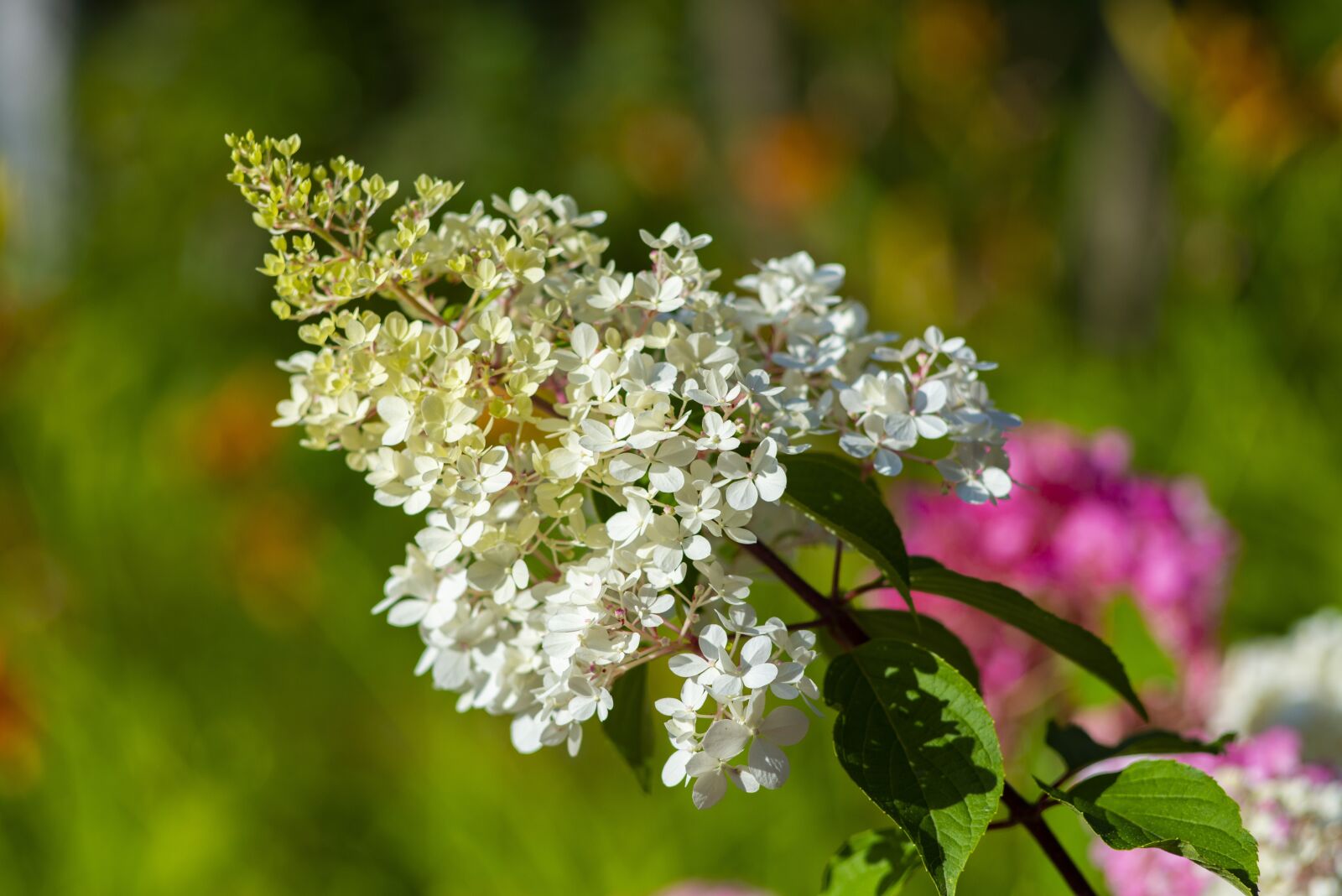 Nikon D600 sample photo. Bird-cherry tree, summer, tree photography