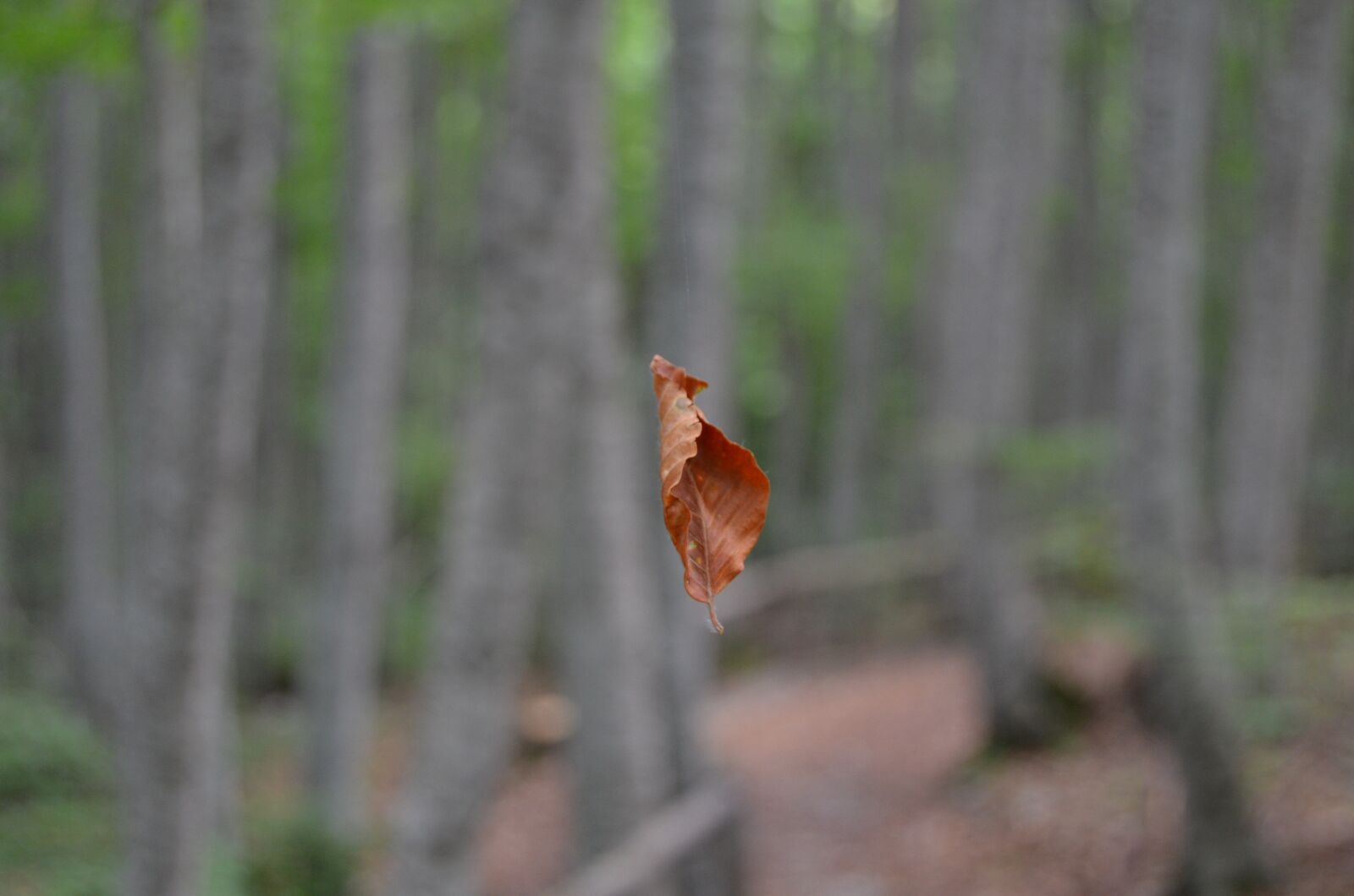 Nikon D5100 sample photo. Leaf, foliage, dried leaves photography