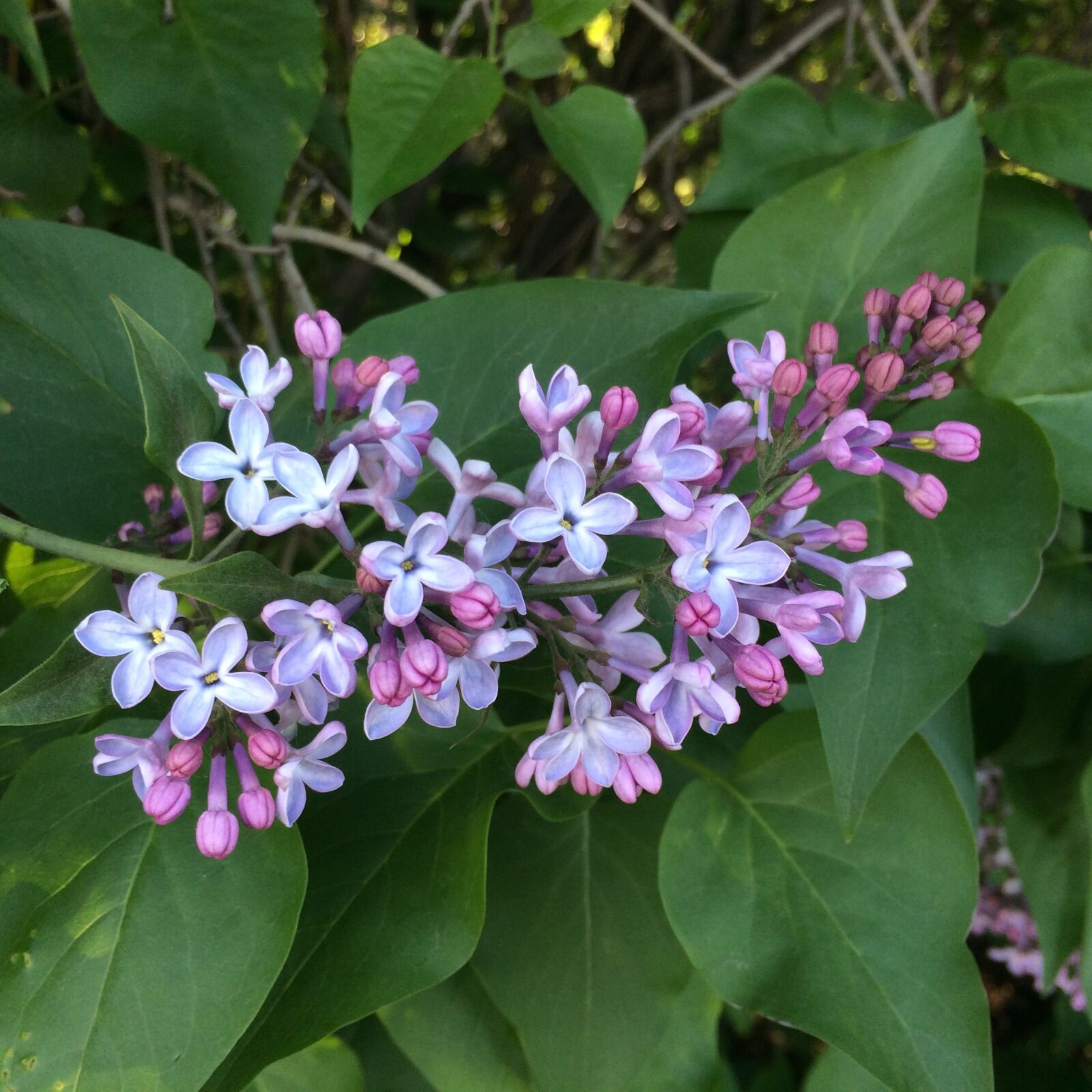 iPhone 5s back camera 4.15mm f/2.2 sample photo. Lilac, branch, bloom photography