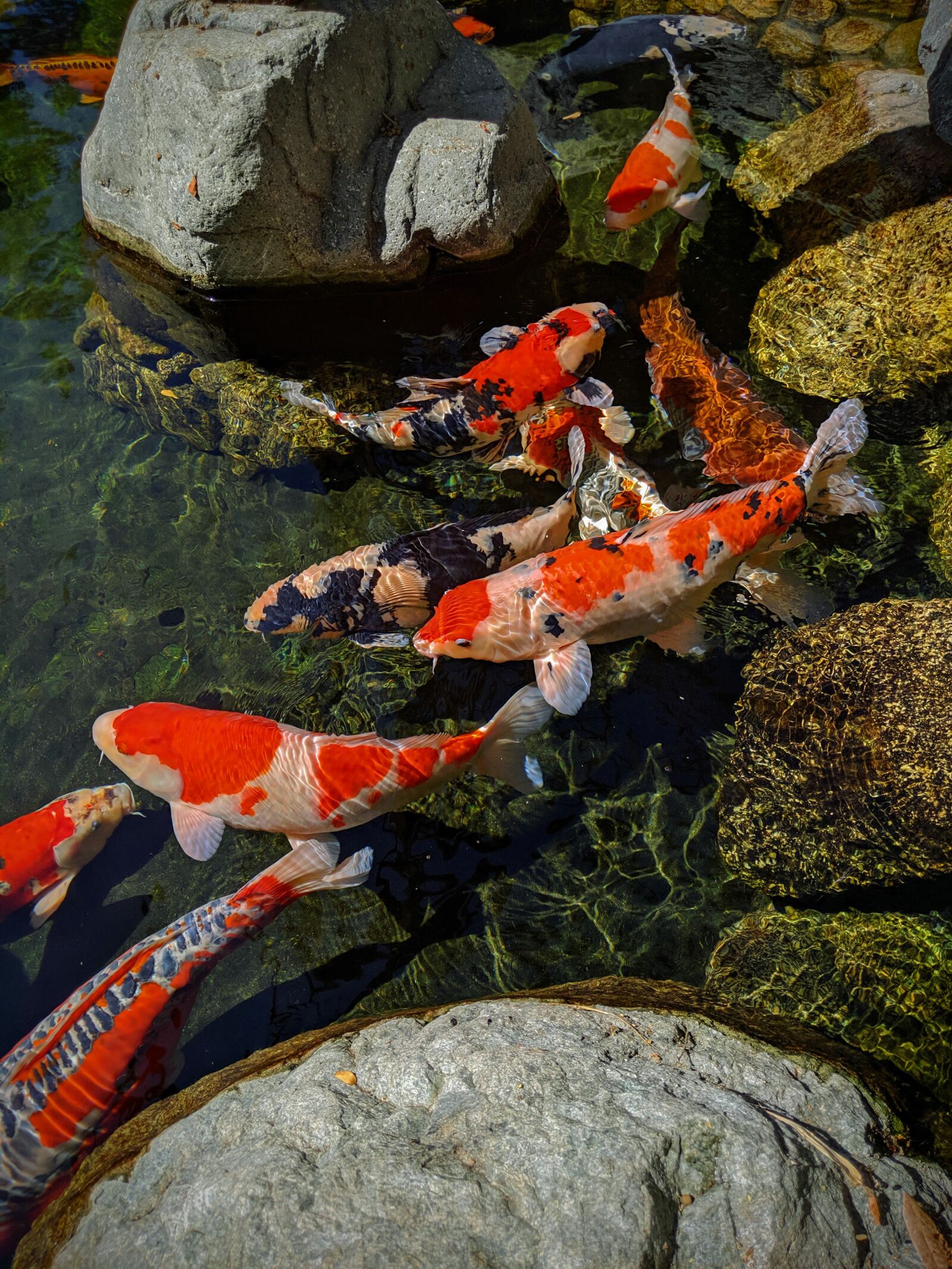 Google Pixel 3 XL sample photo. Koi, goldfish, koi pond photography