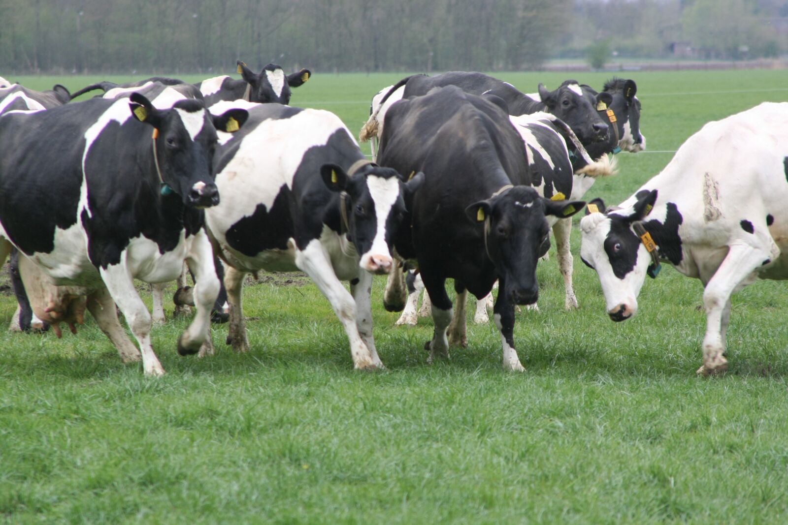 Canon EOS 400D (EOS Digital Rebel XTi / EOS Kiss Digital X) sample photo. Cows, grass, spring photography