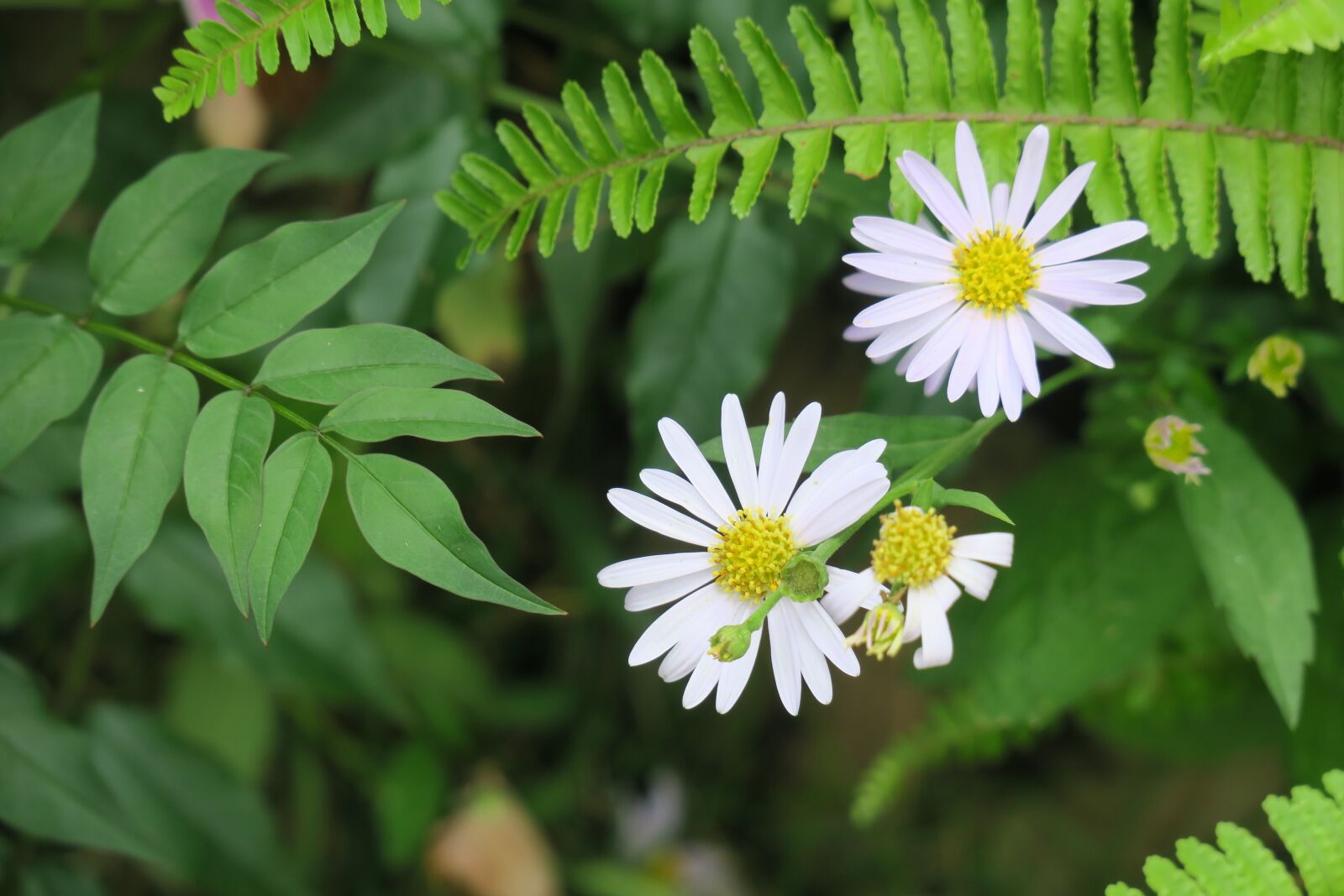 Canon PowerShot G3 X sample photo. Aster, purple, flower photography