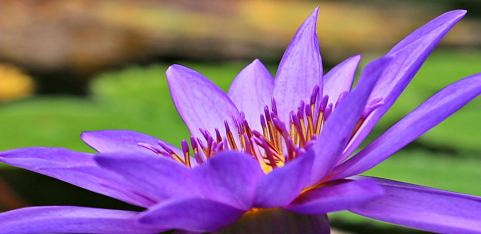 Canon EOS 550D (EOS Rebel T2i / EOS Kiss X4) sample photo. Water lily, nuphar lutea photography
