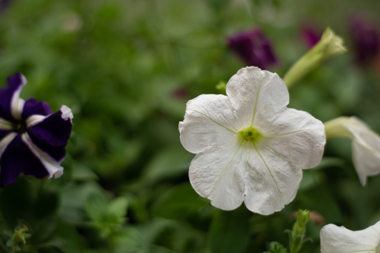Nikon D3500 sample photo. Flower, color, white photography