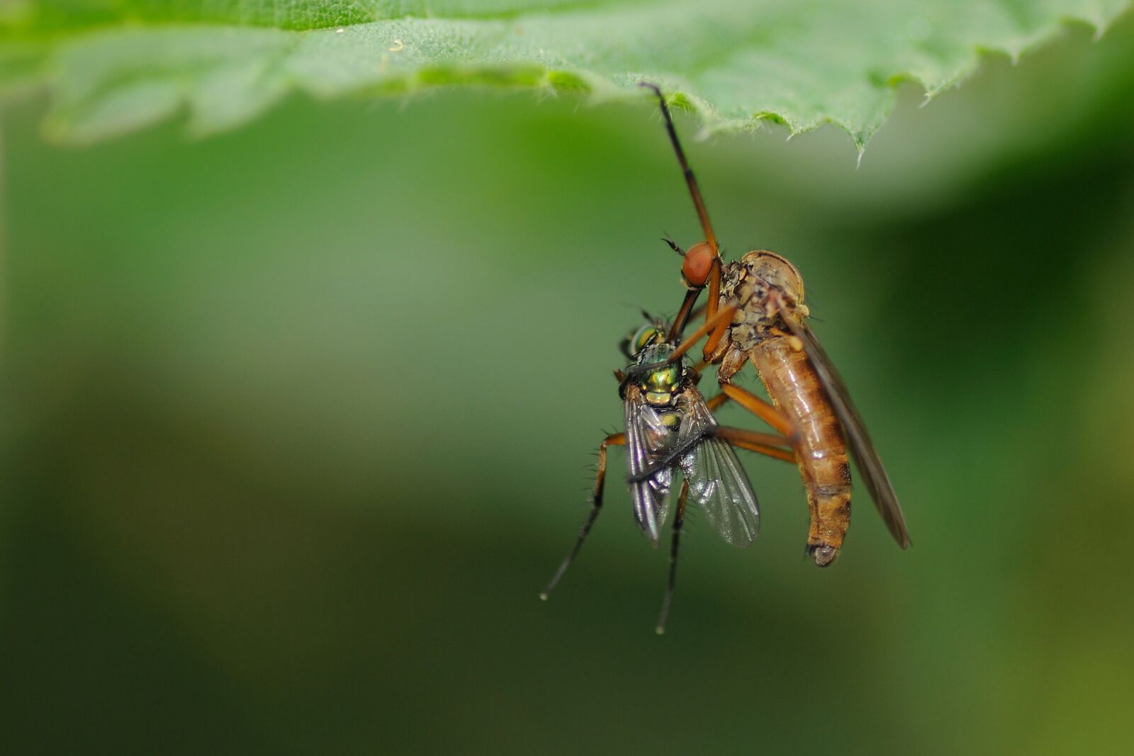 Nikon D300 sample photo. Eat, insect, fly photography