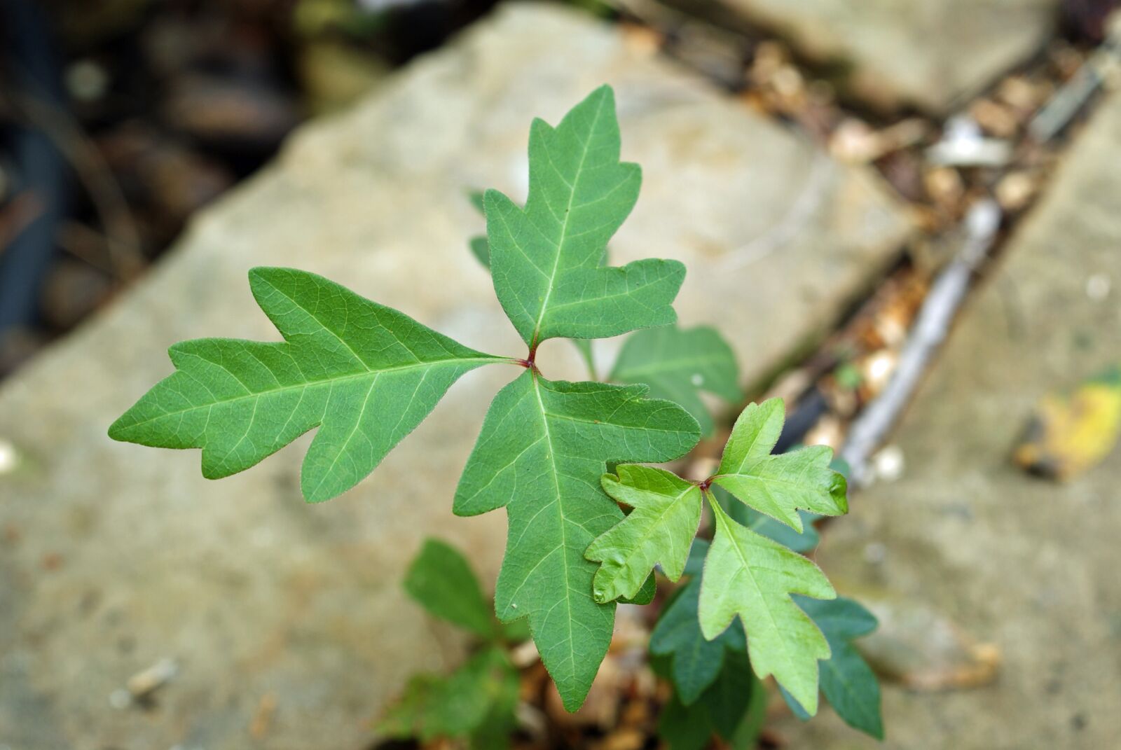 Sony Alpha DSLR-A330 sample photo. Poison ivy, leaves of photography
