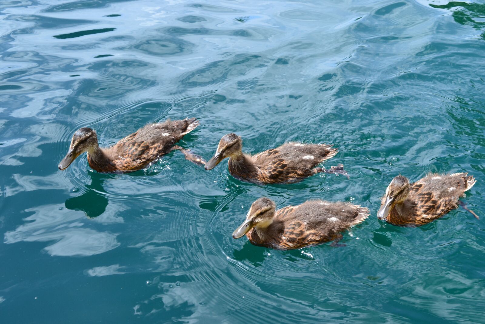 Nikon D3100 sample photo. Ducks, mallards, birds photography