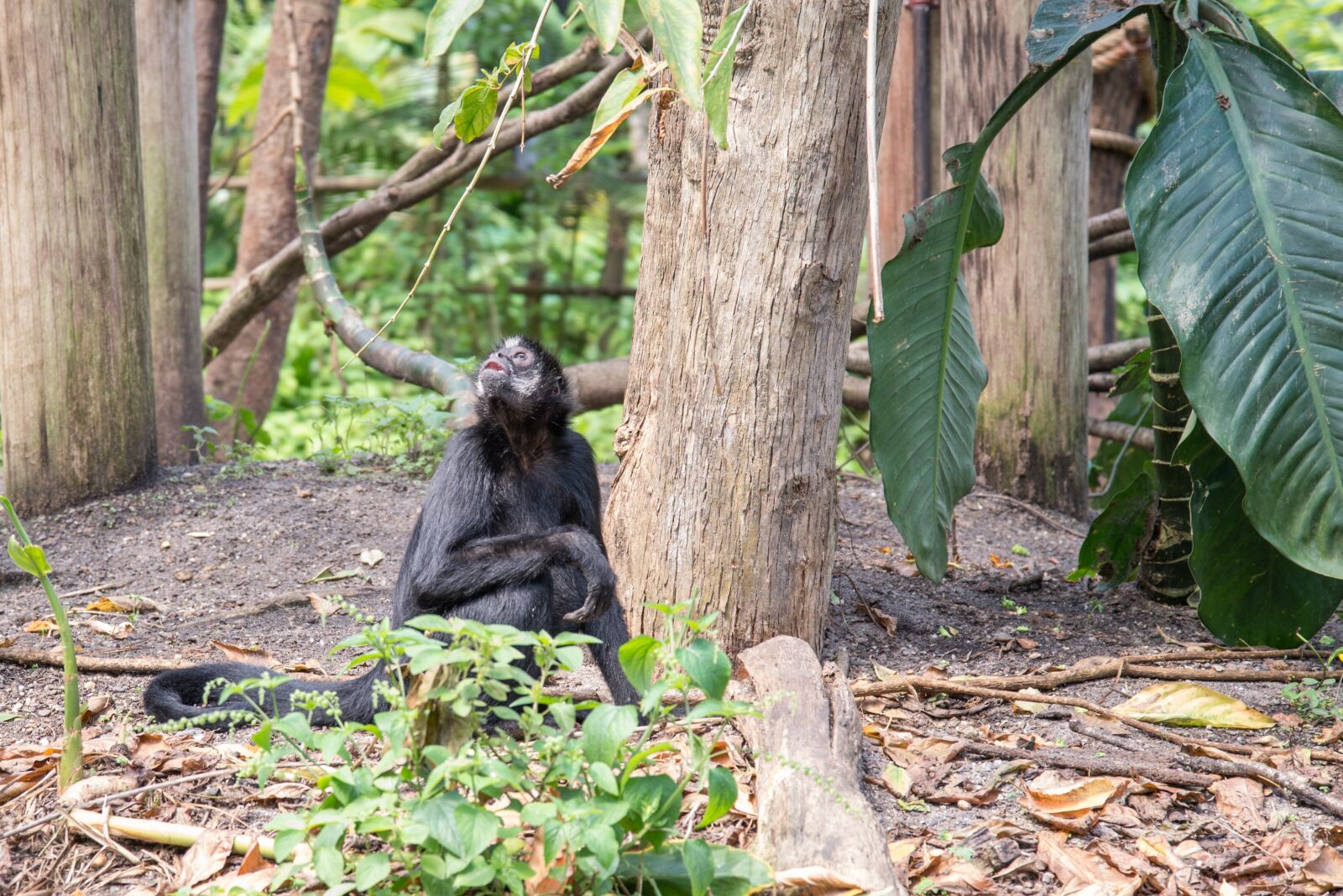 Nikon D600 sample photo. Bonobo, mammal, animal photography