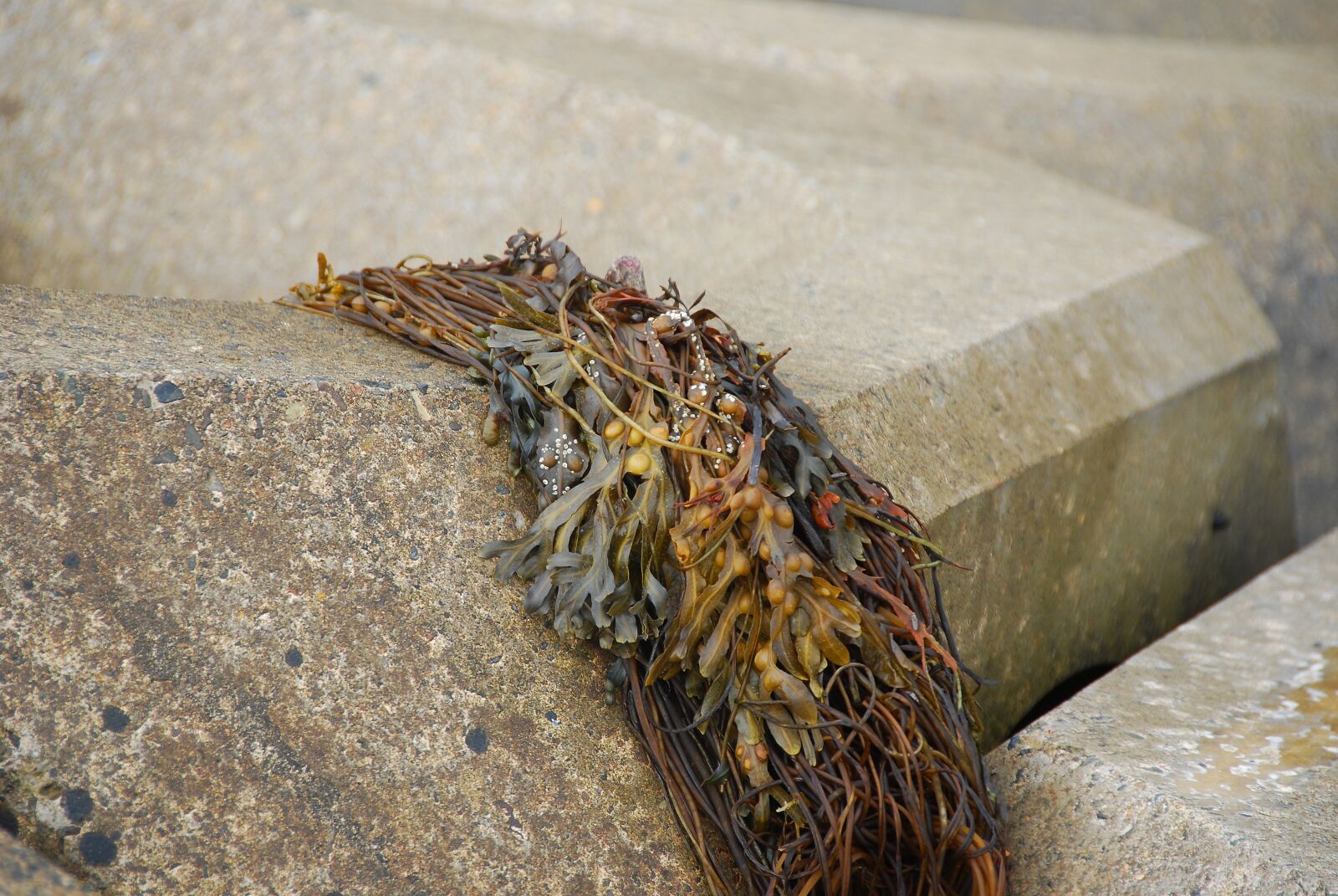 Nikon D80 sample photo. Seaweed, plant, ebb photography