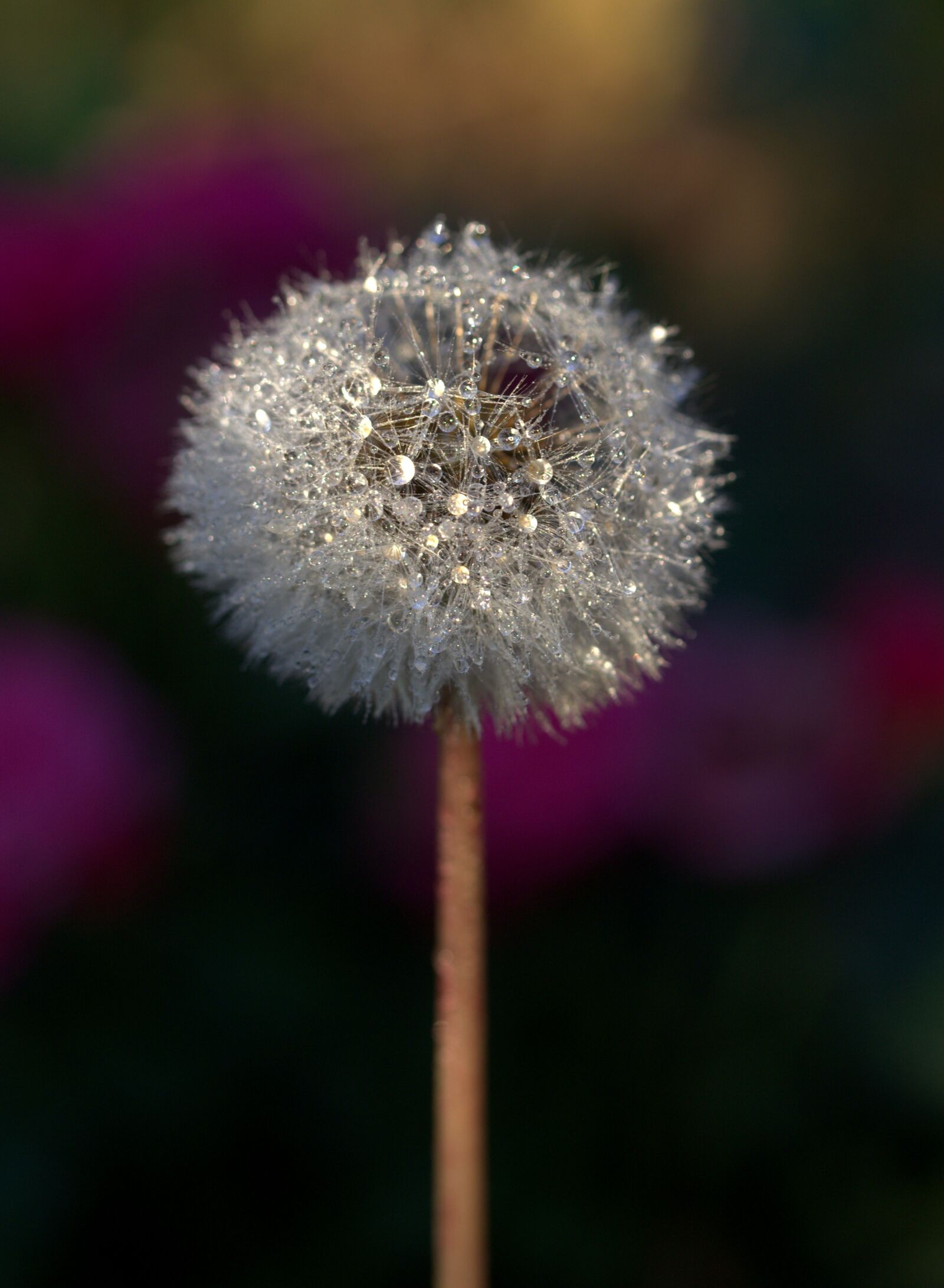 Canon EF-S 60mm F2.8 Macro USM sample photo. Dandelion, drops, plant photography