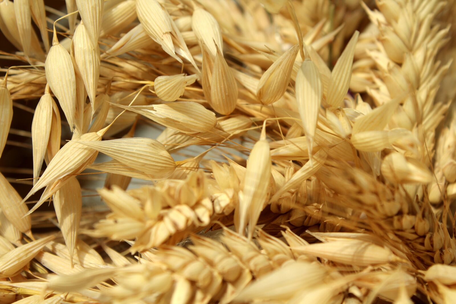 Canon EOS 1200D (EOS Rebel T5 / EOS Kiss X70 / EOS Hi) sample photo. Corn, harvest, ears photography