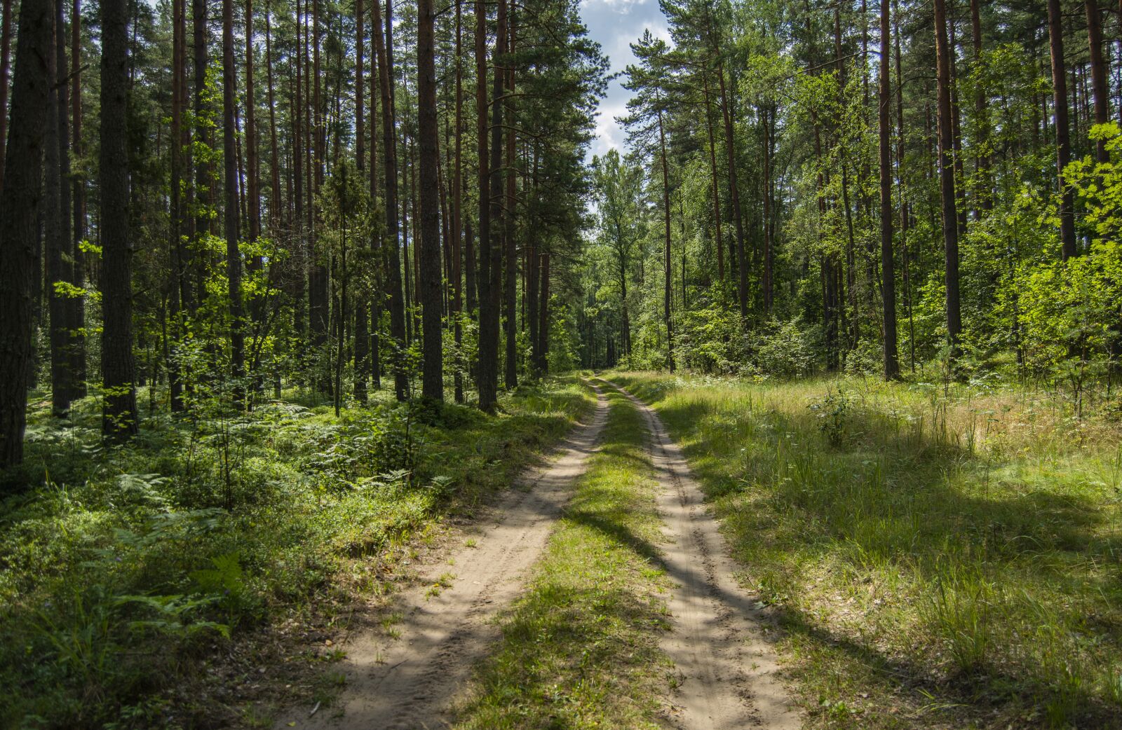 Nikon D5200 sample photo. Road, forest, trees photography