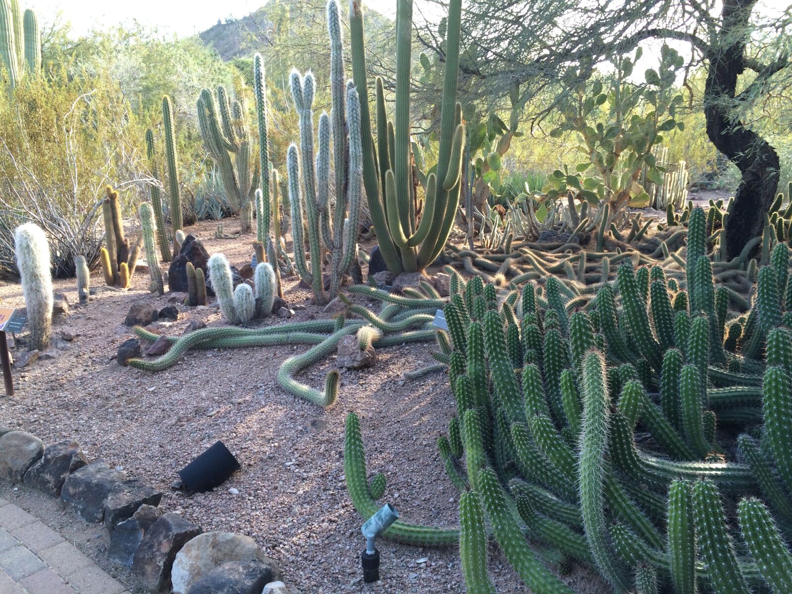 iPhone 5s back camera 4.15mm f/2.2 sample photo. Cactus, arizona, desert photography