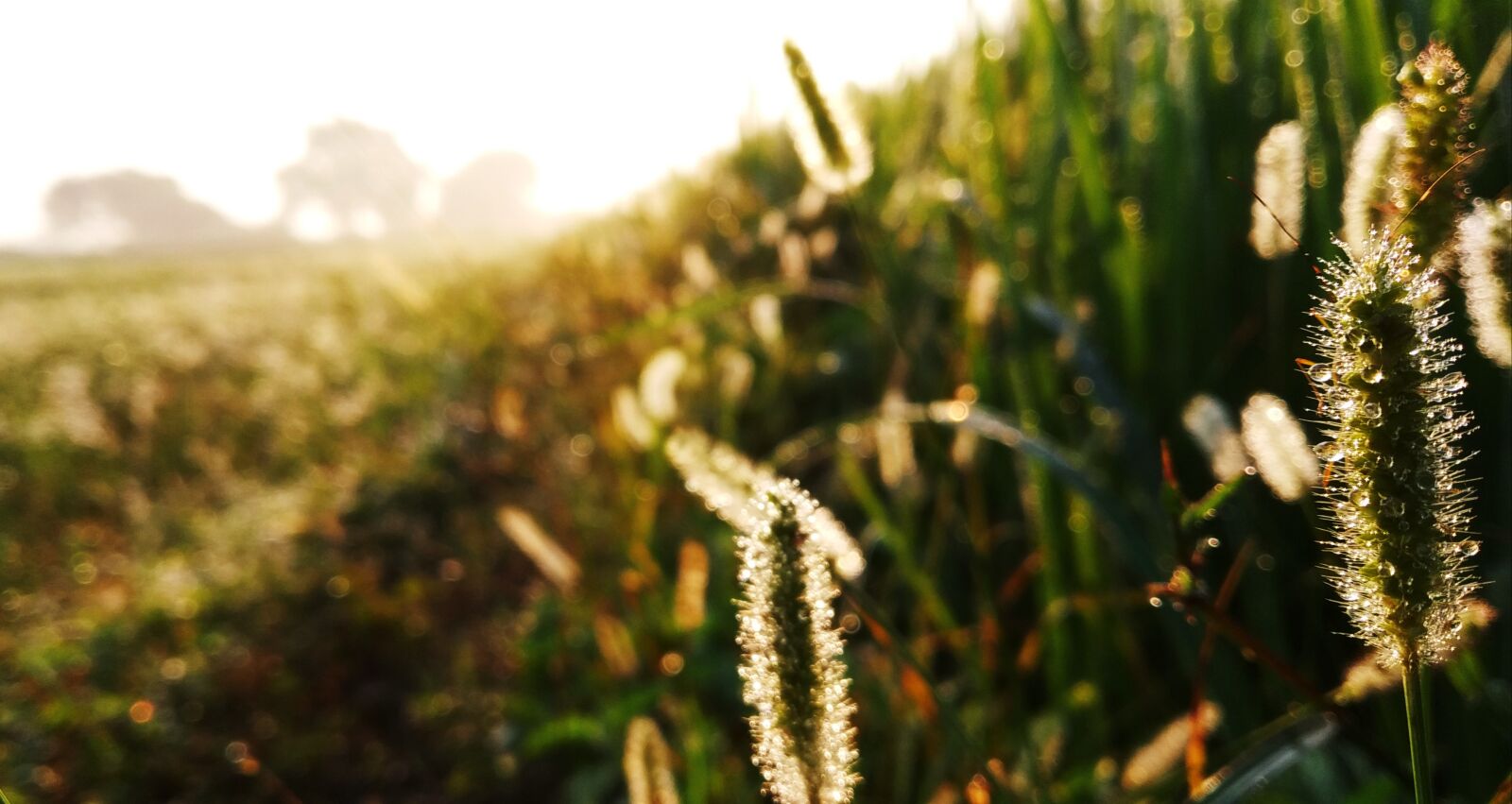 Xiaomi Redmi Y2 sample photo. Grass, sunrise, nature photography