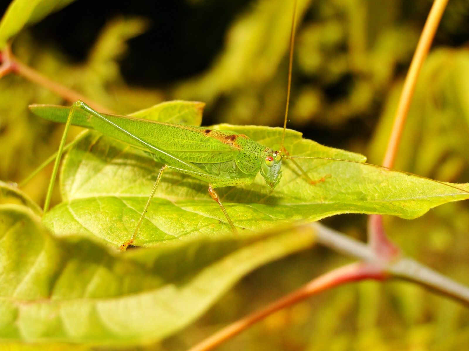 Sony Cyber-shot DSC-HX1 sample photo. Animal, insect, grasshopper photography