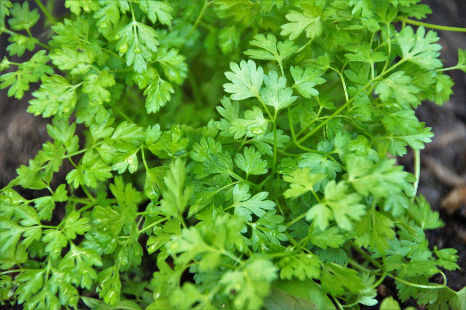 Sony SLT-A58 sample photo. Chervil, herb, kitchen photography