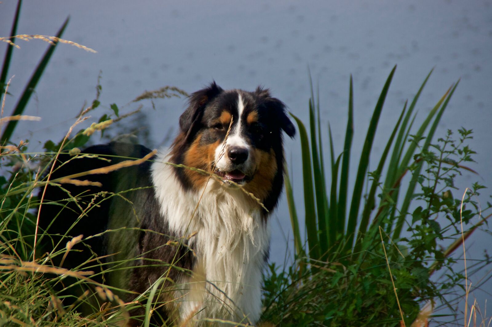 Nikon D40 sample photo. Dog, australian shepherd, berger photography