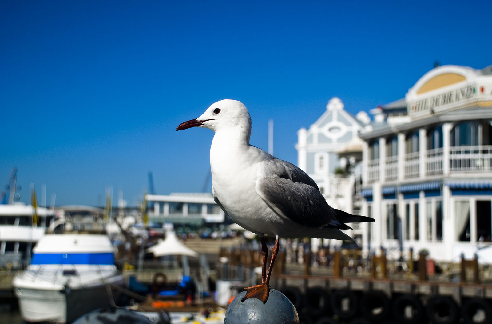 Nikon D80 sample photo. Bird, blue, cape, town photography