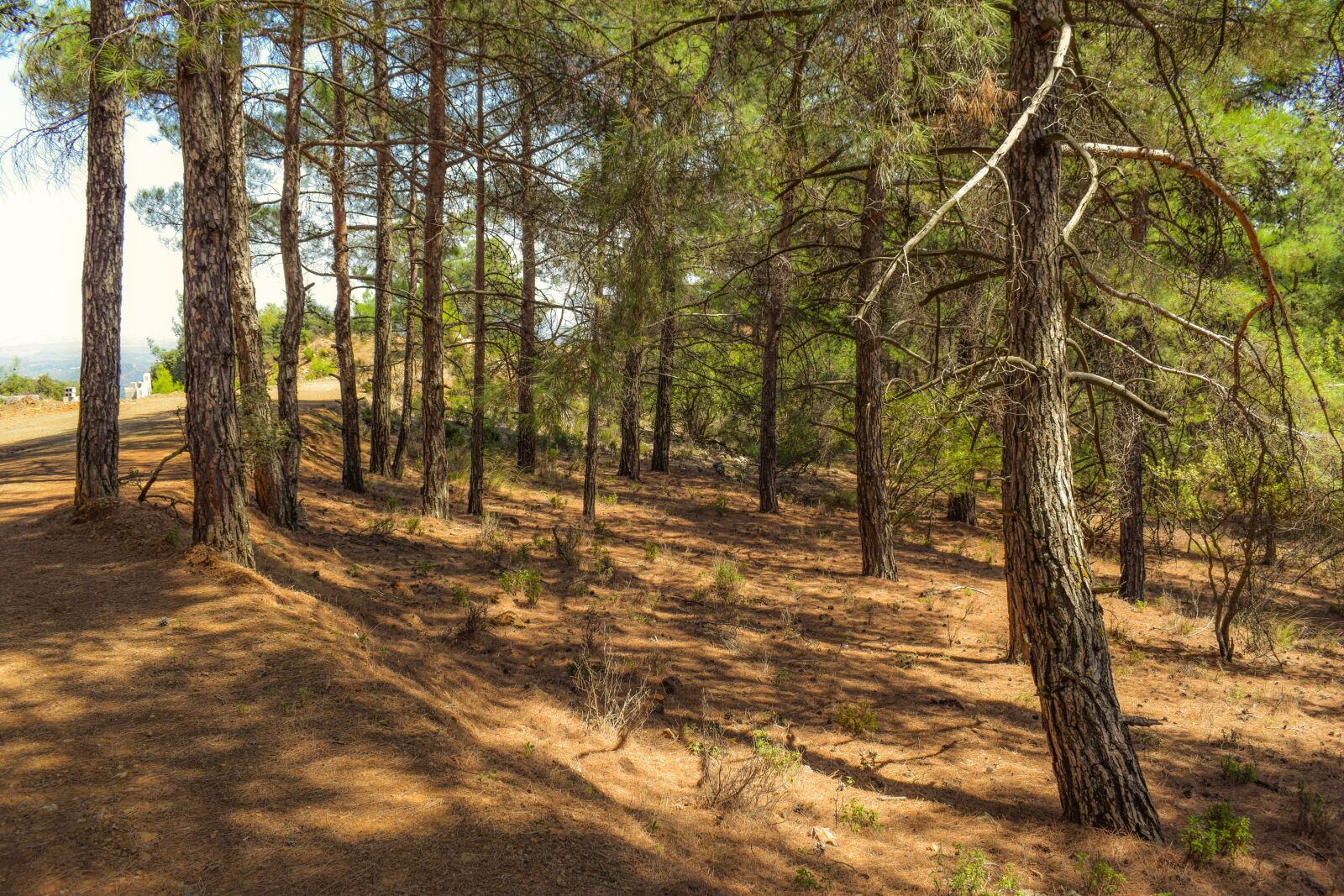 Nikon D3300 sample photo. Tree trunk, forest, trees photography