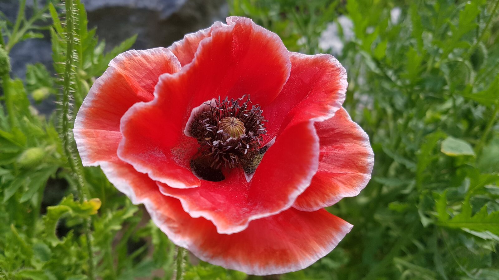 Samsung Galaxy S7 sample photo. Red flower, flowers, rose photography
