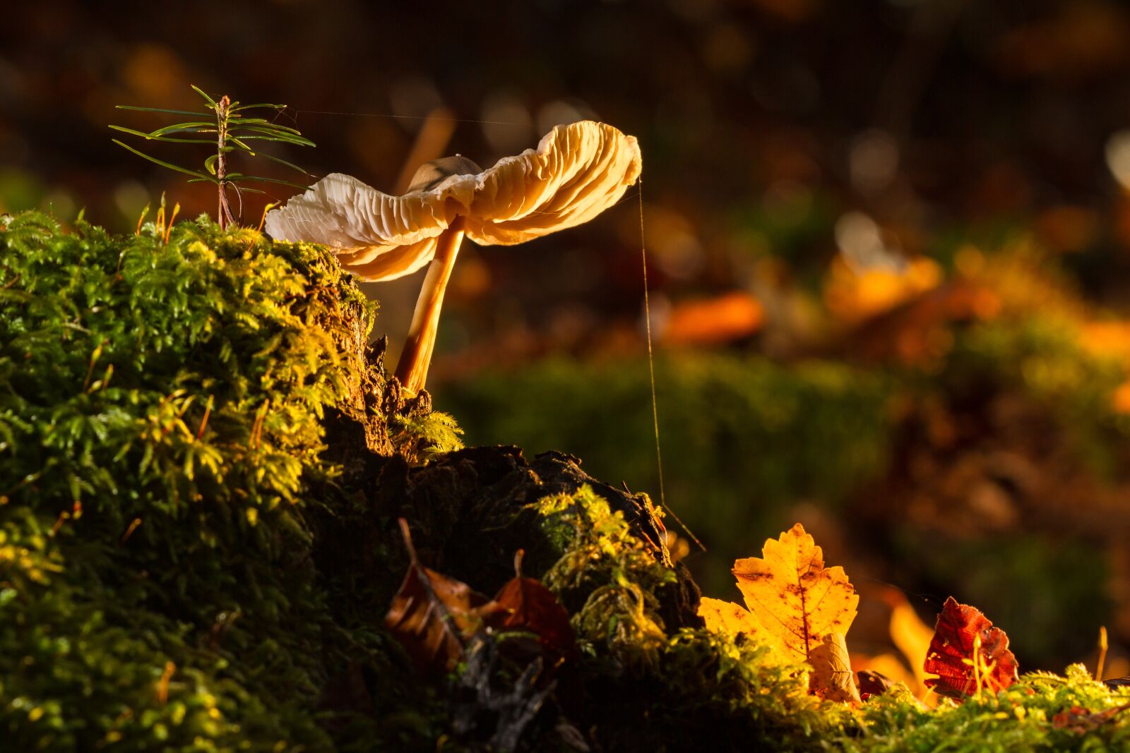 Canon EOS 7D sample photo. Mushroom, moss, tree fungus photography