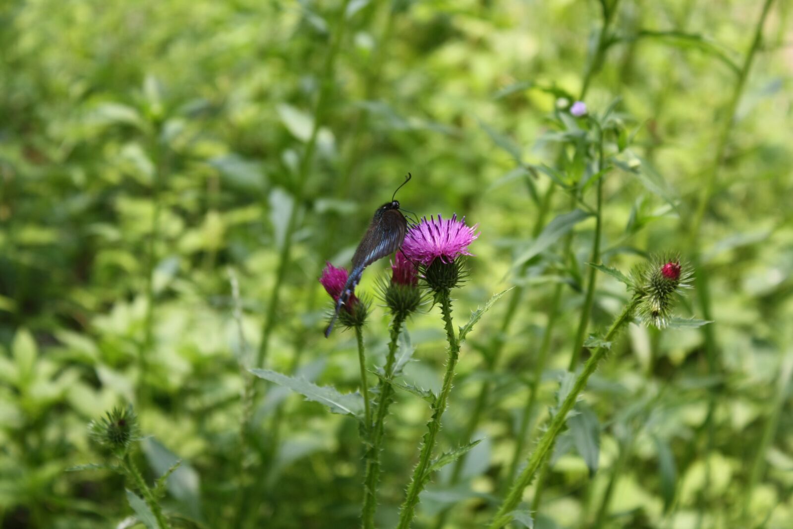 Canon EOS 1000D (EOS Digital Rebel XS / EOS Kiss F) sample photo. Plants, flowers, beauty photography