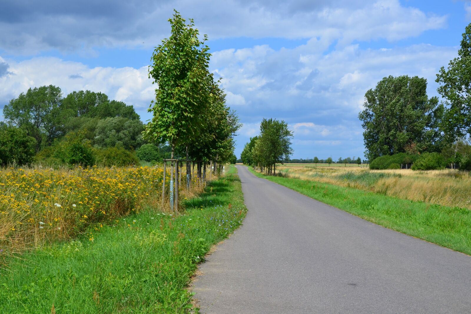 Nikon D5100 sample photo. Landscape, nature, trail photography