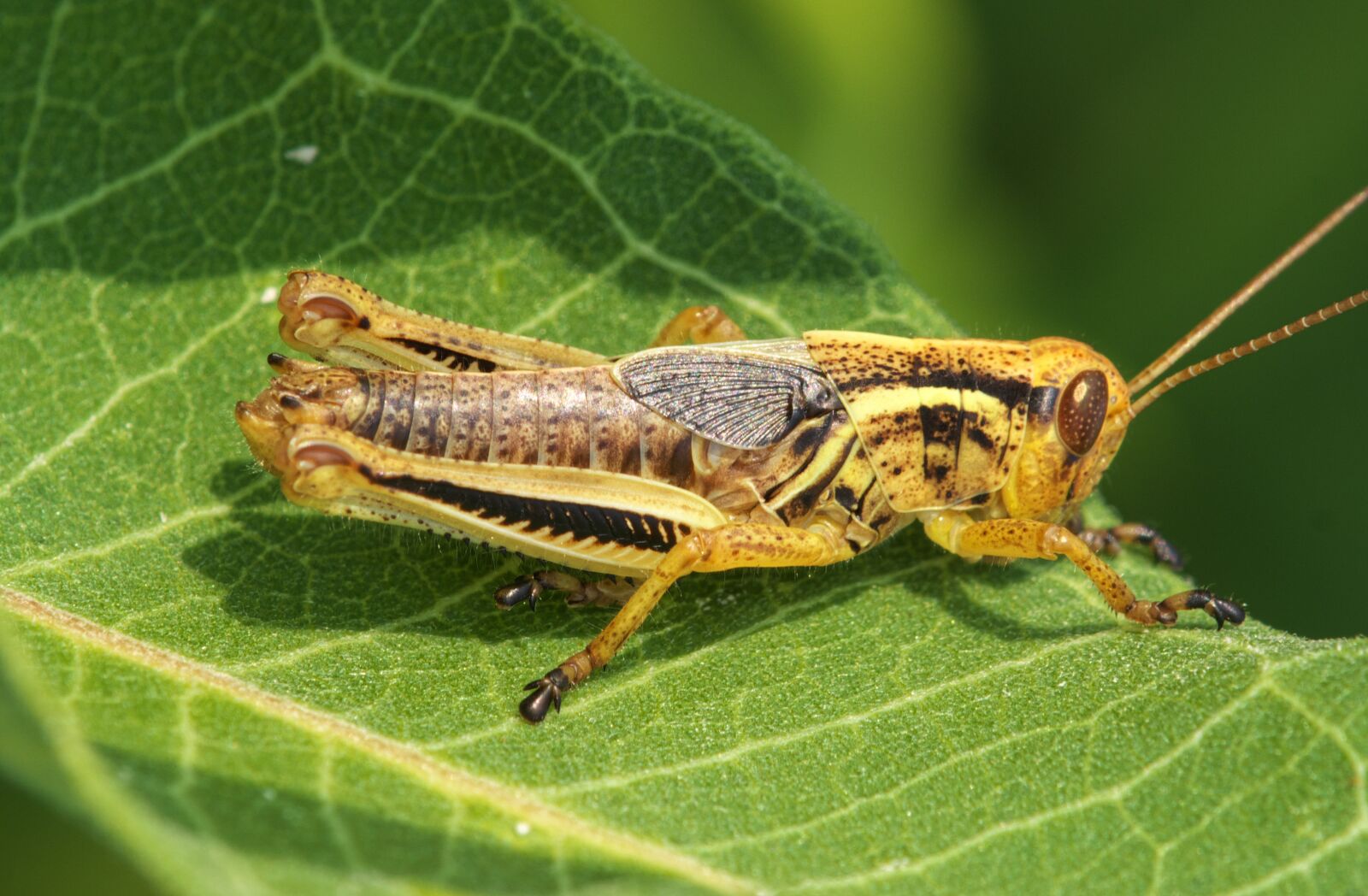 Canon EOS 70D sample photo. Grasshopper, insect, green photography