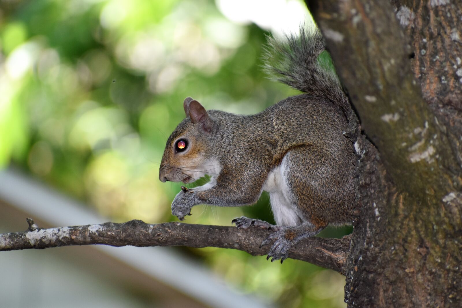 Nikon D3500 sample photo. Squirrel, rodent, suburb photography
