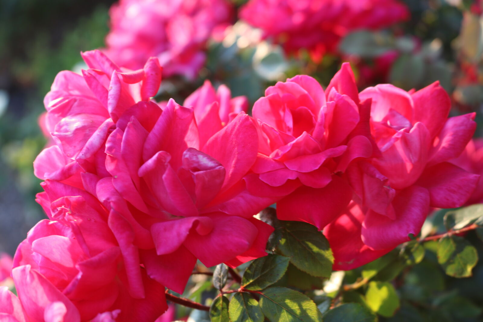 Canon EOS 750D (EOS Rebel T6i / EOS Kiss X8i) sample photo