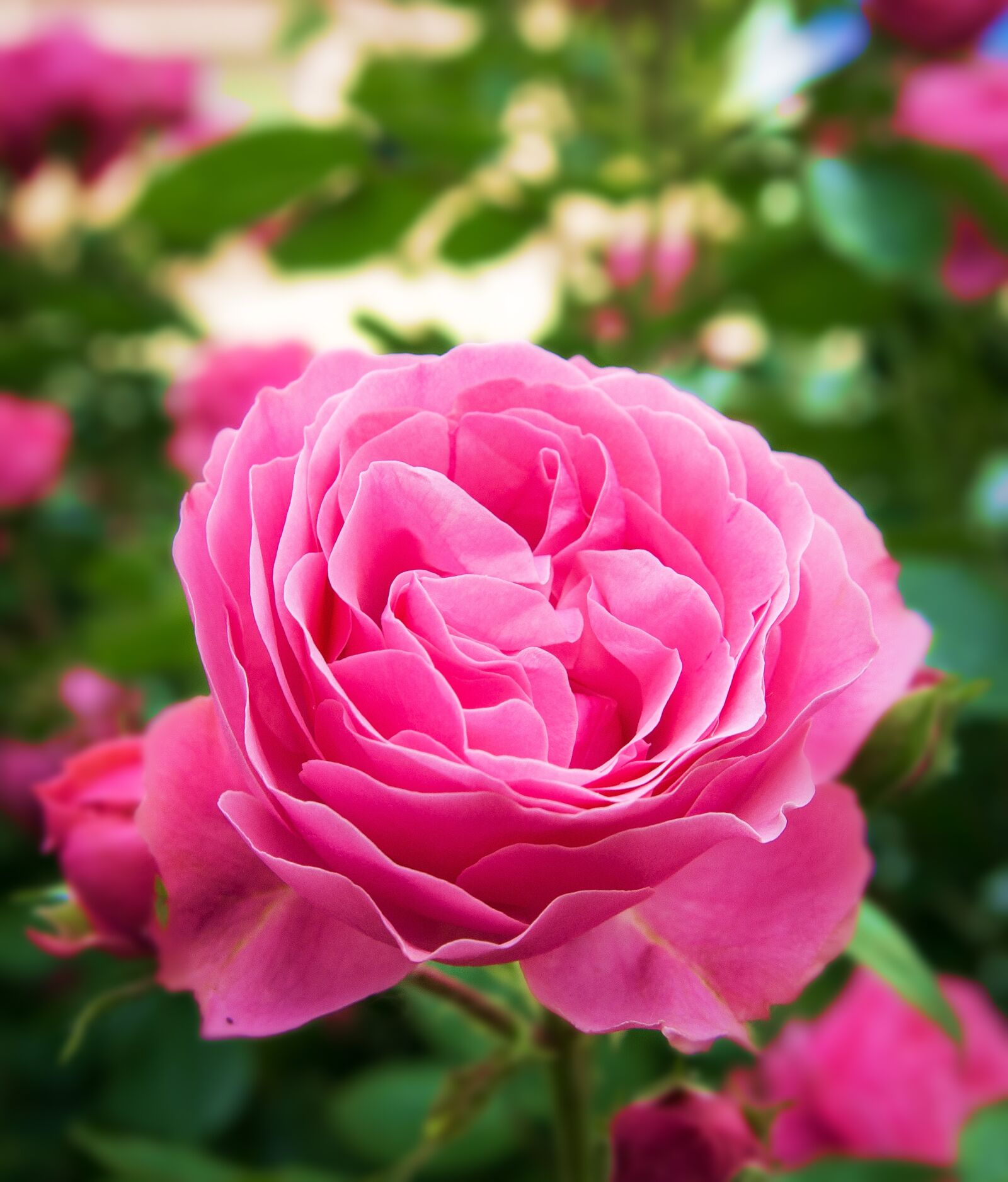Sony SLT-A55 (SLT-A55V) sample photo. Rose, flowers, rosebush photography