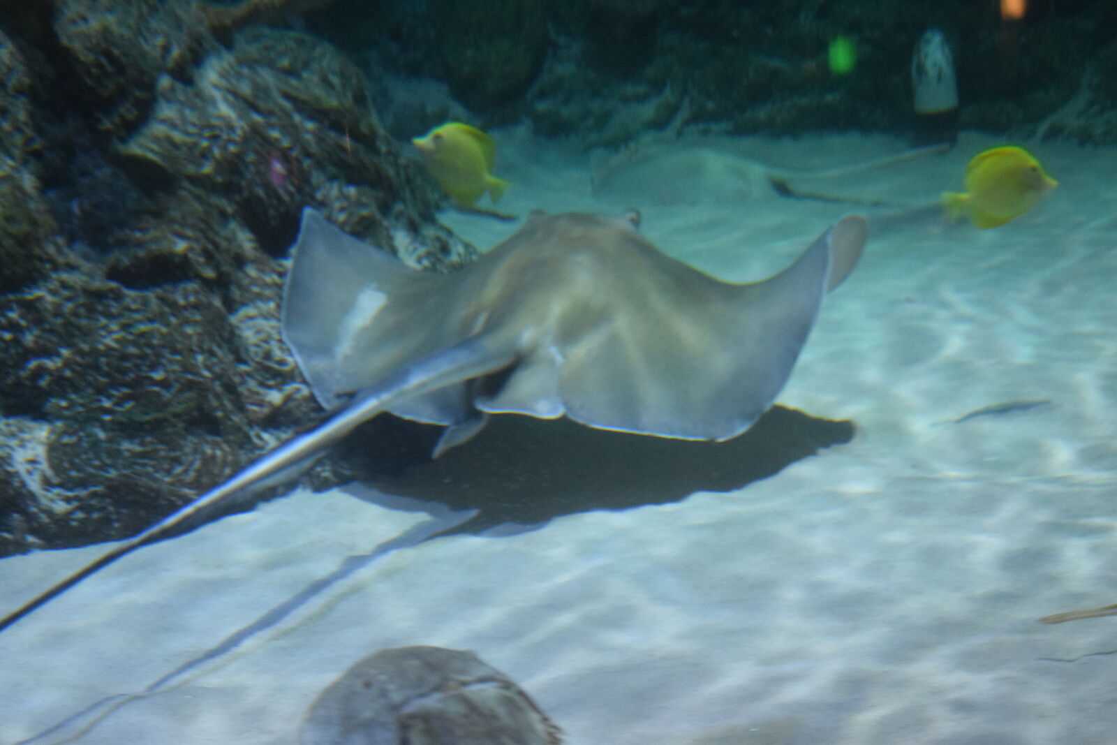Nikon D3300 sample photo. Fish photography