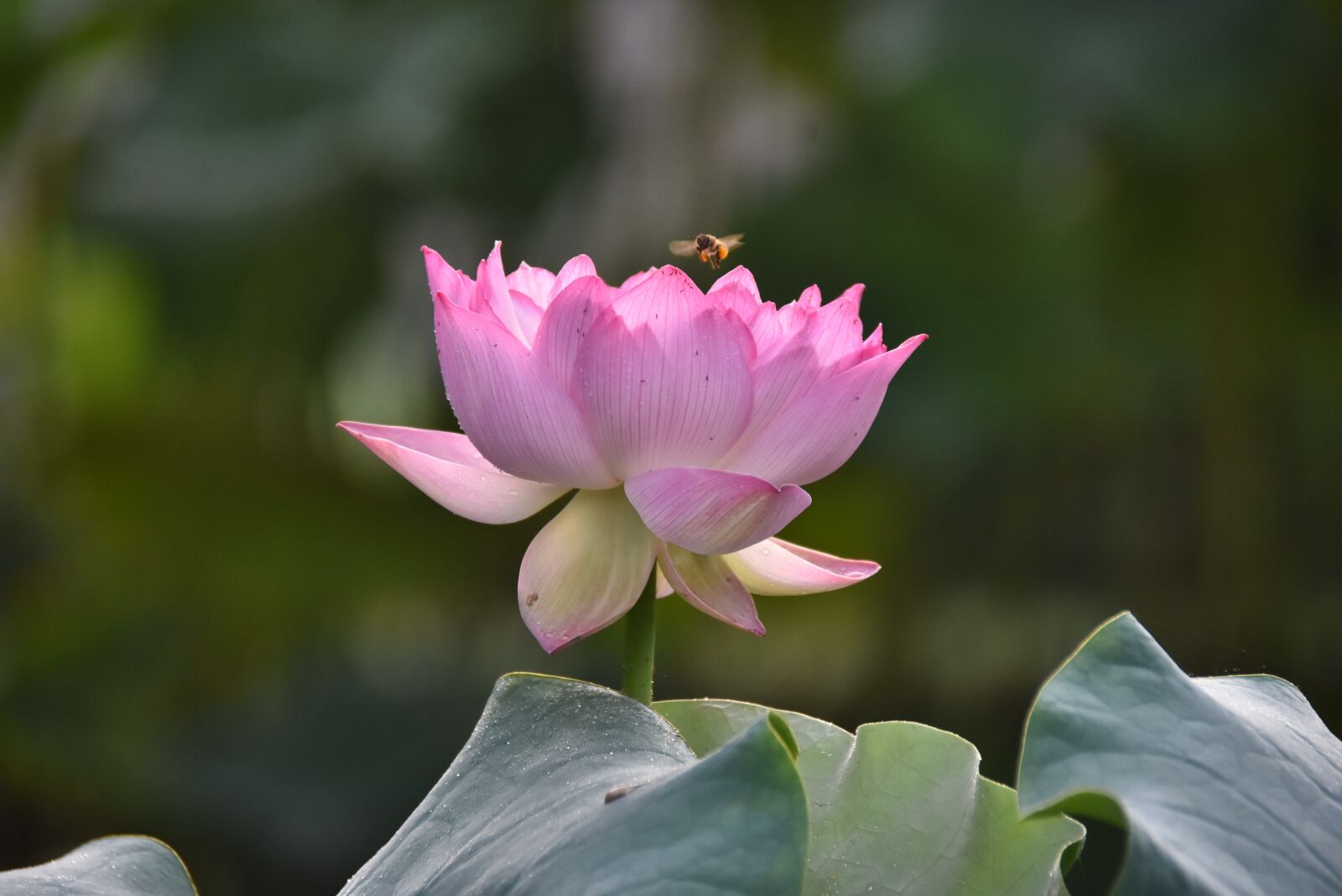 Nikon D7200 sample photo. Lotus, bee, water lily photography