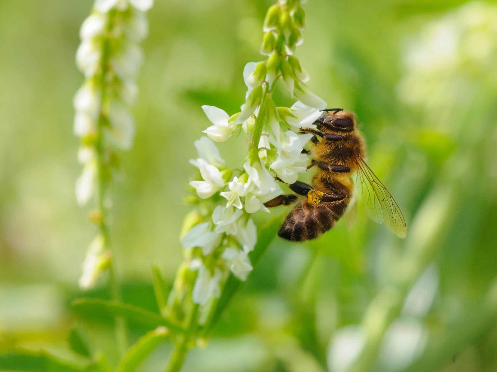 Nikon D300 sample photo. Nature, summer, leaf, bee photography