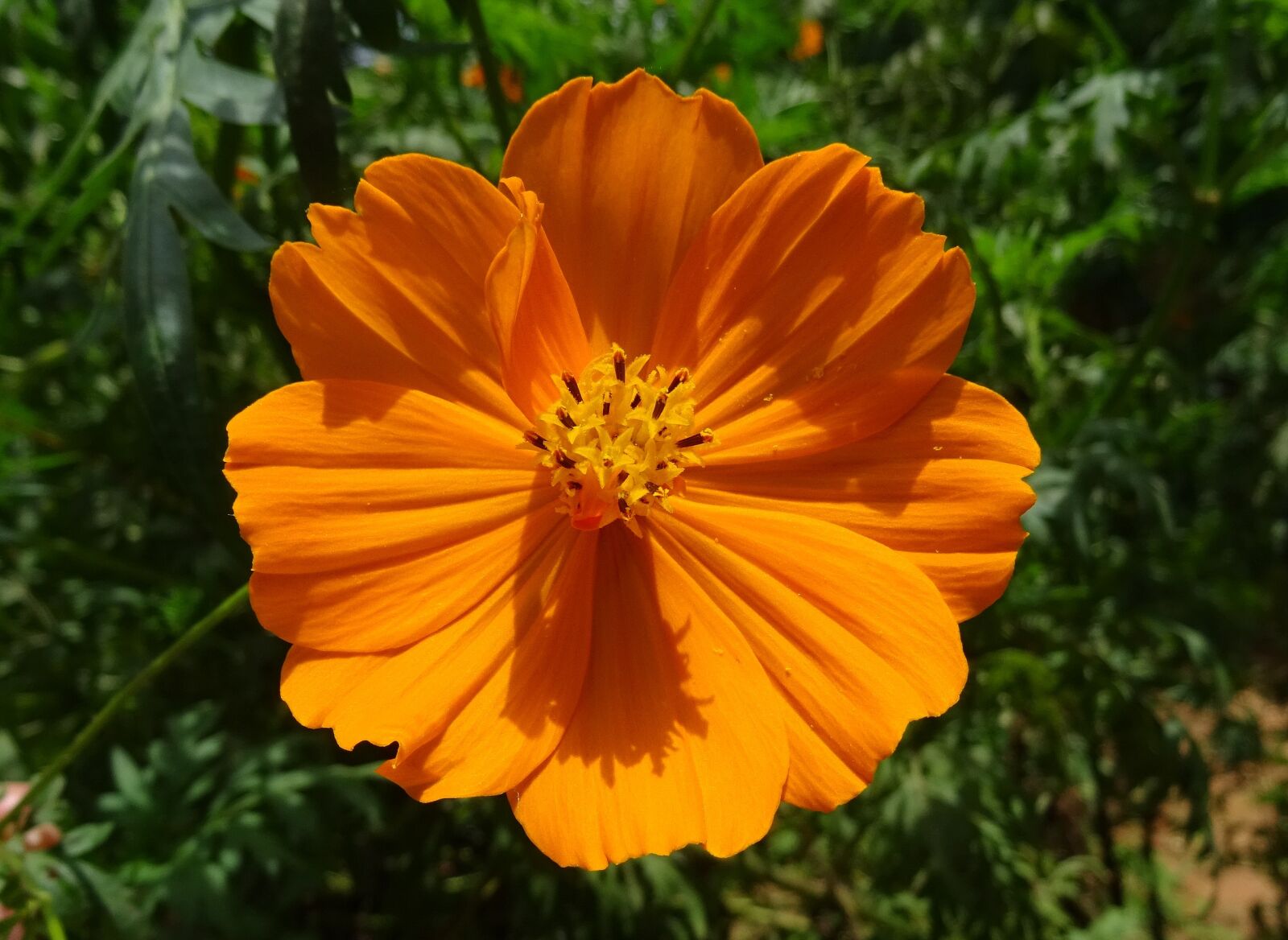 Sony DSC-HX60V sample photo. Cosmos, golden, flower photography