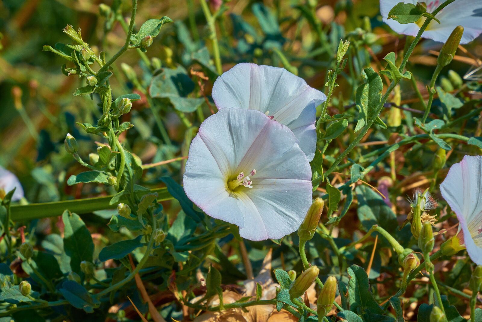 Nikon D7200 sample photo. Flower, white, plant photography