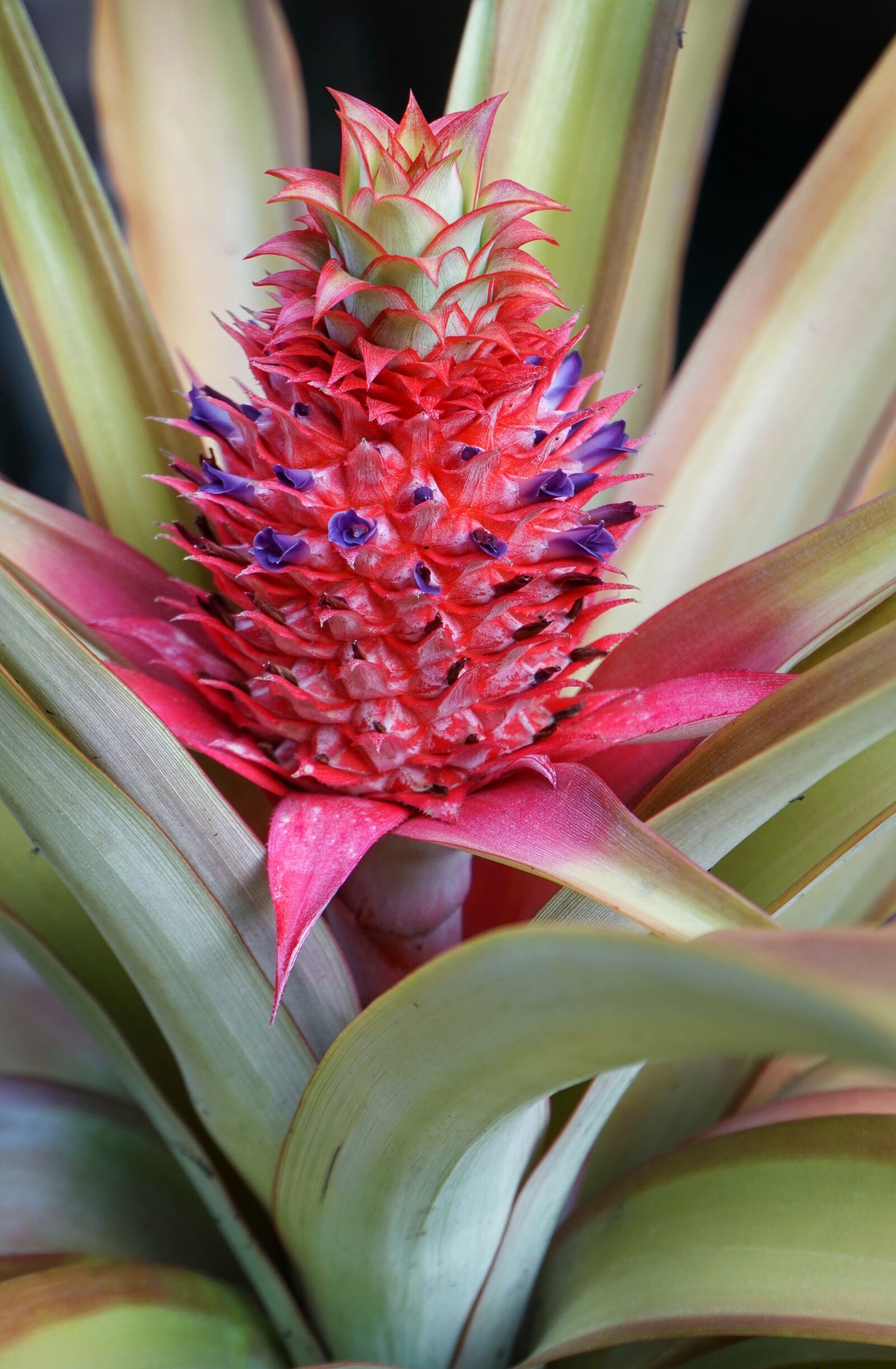 Sony a6300 sample photo. Nanas, pineapple, tropical photography