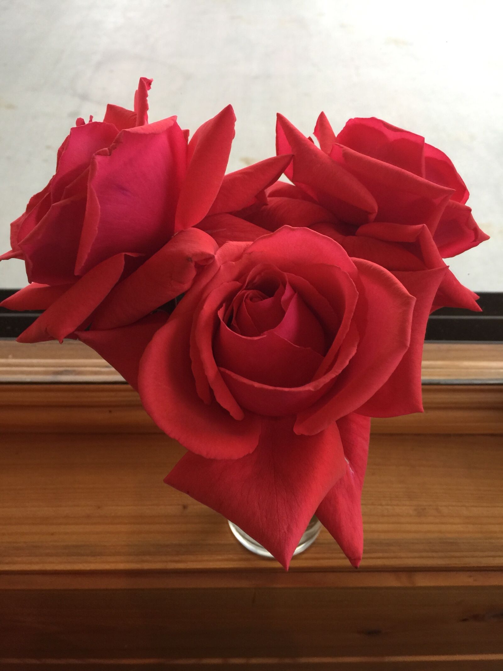 iPhone 6 Plus back camera 4.15mm f/2.2 sample photo. Red, roses, heart photography