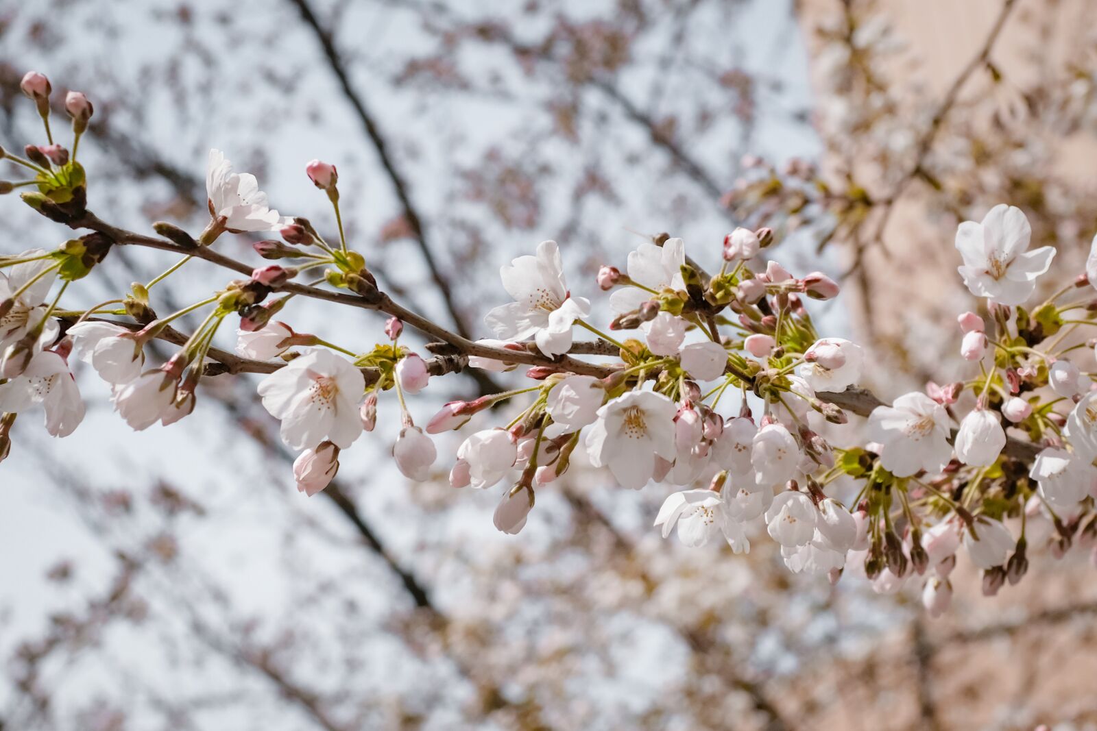 Fujifilm X100F sample photo. Cherry blossom, blossom, flowers photography