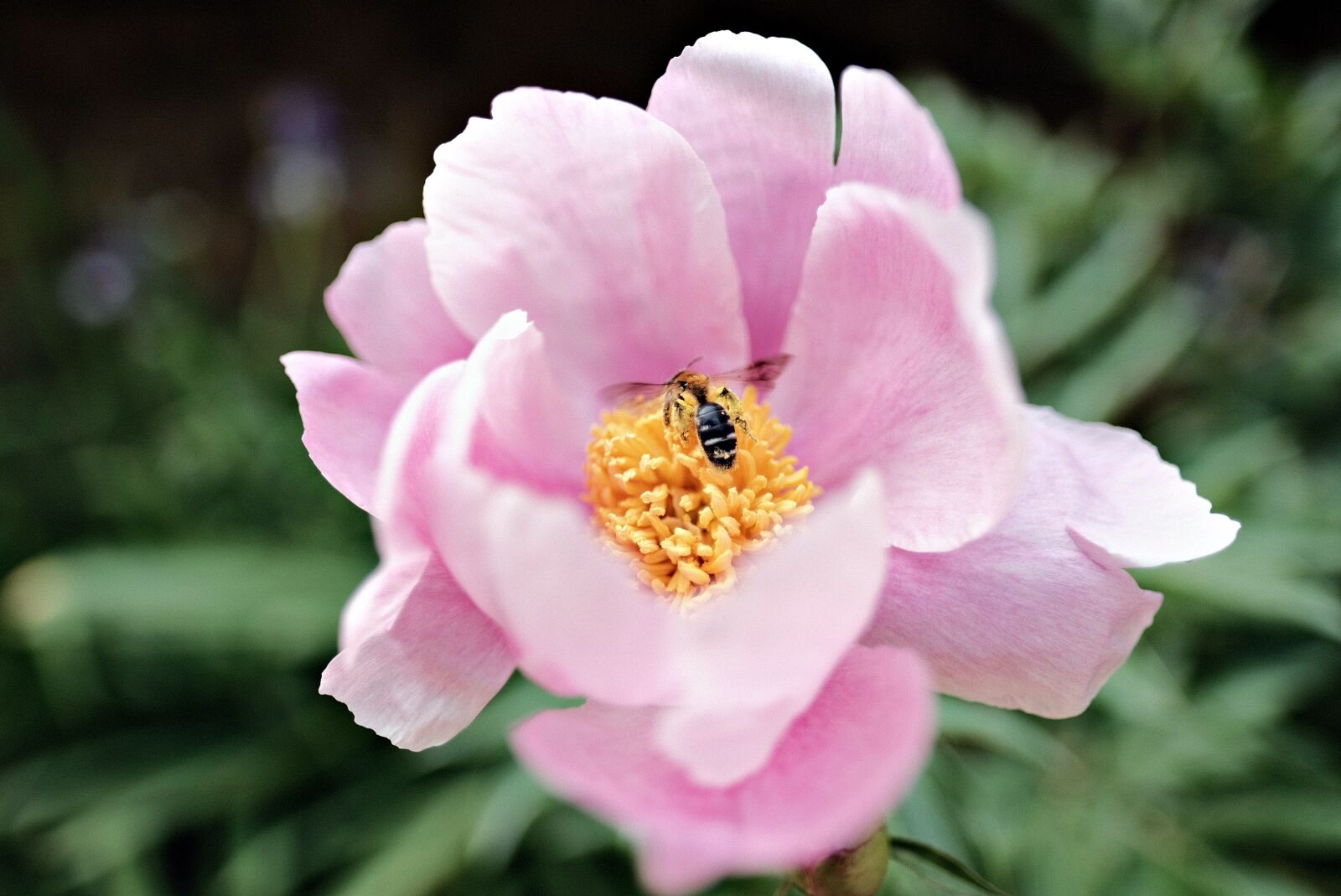 Fujifilm X-T2 + Fujifilm XF 16mm F1.4 R WR sample photo. Flowers, bee, flower photography